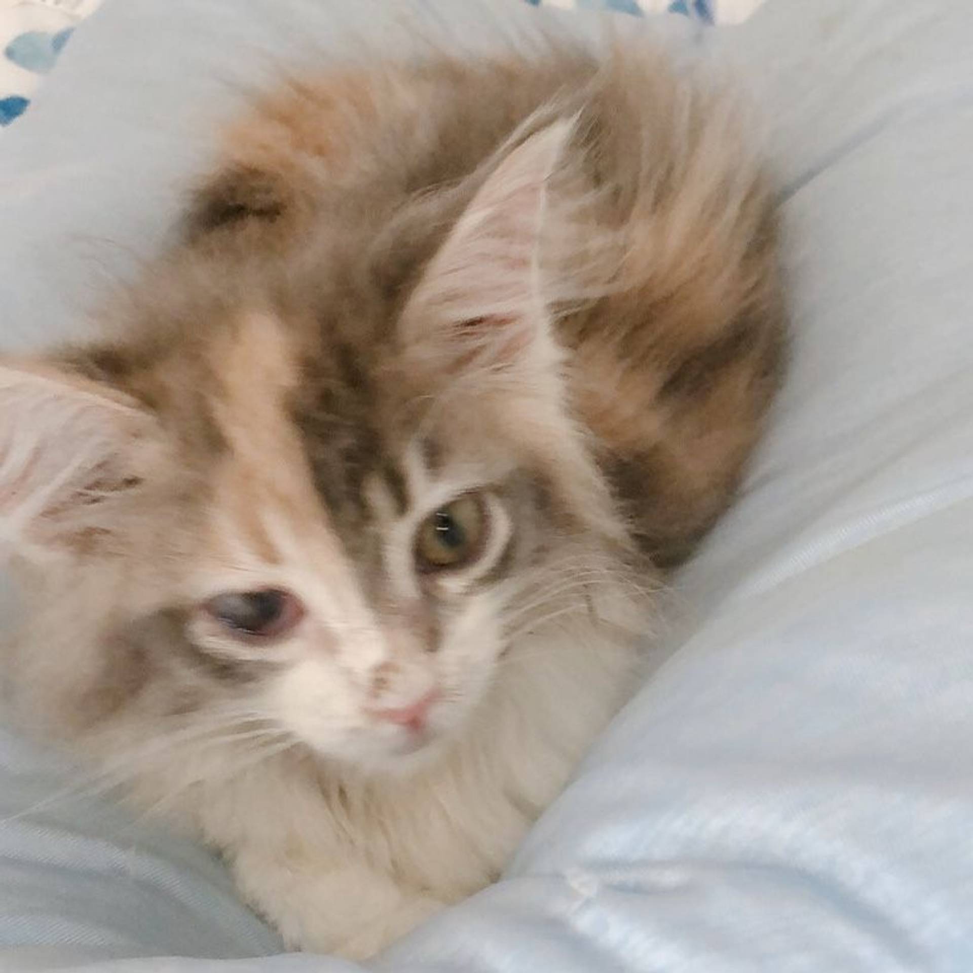 雑種（ミックス猫）・メスの里親募集の写真