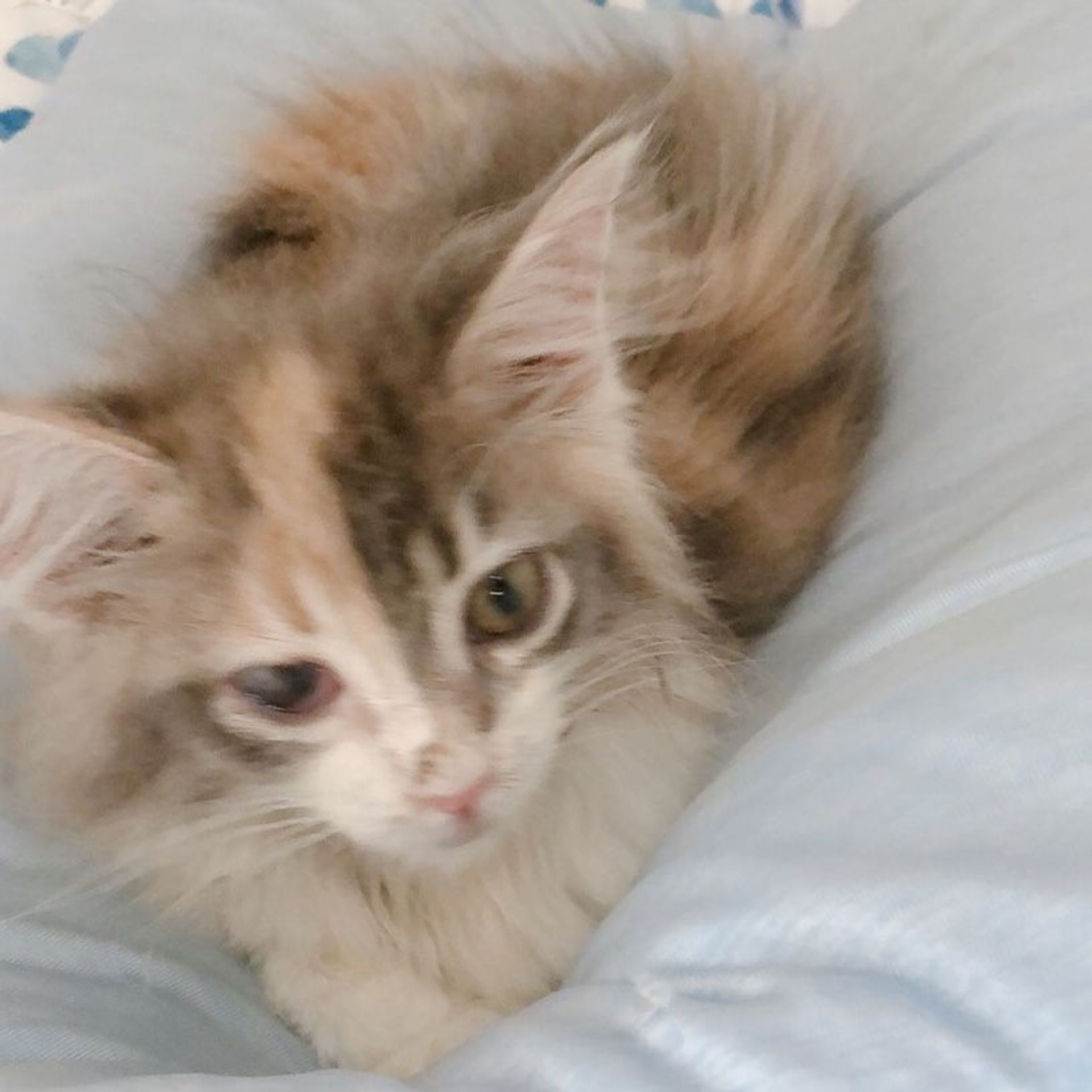雑種（ミックス猫）・メスの里親募集の写真