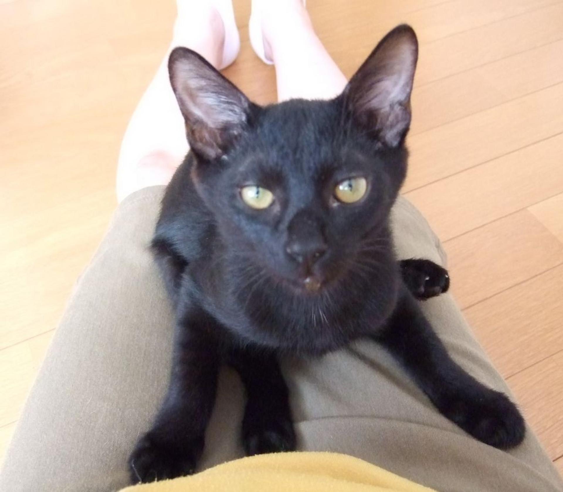 pet-image-4