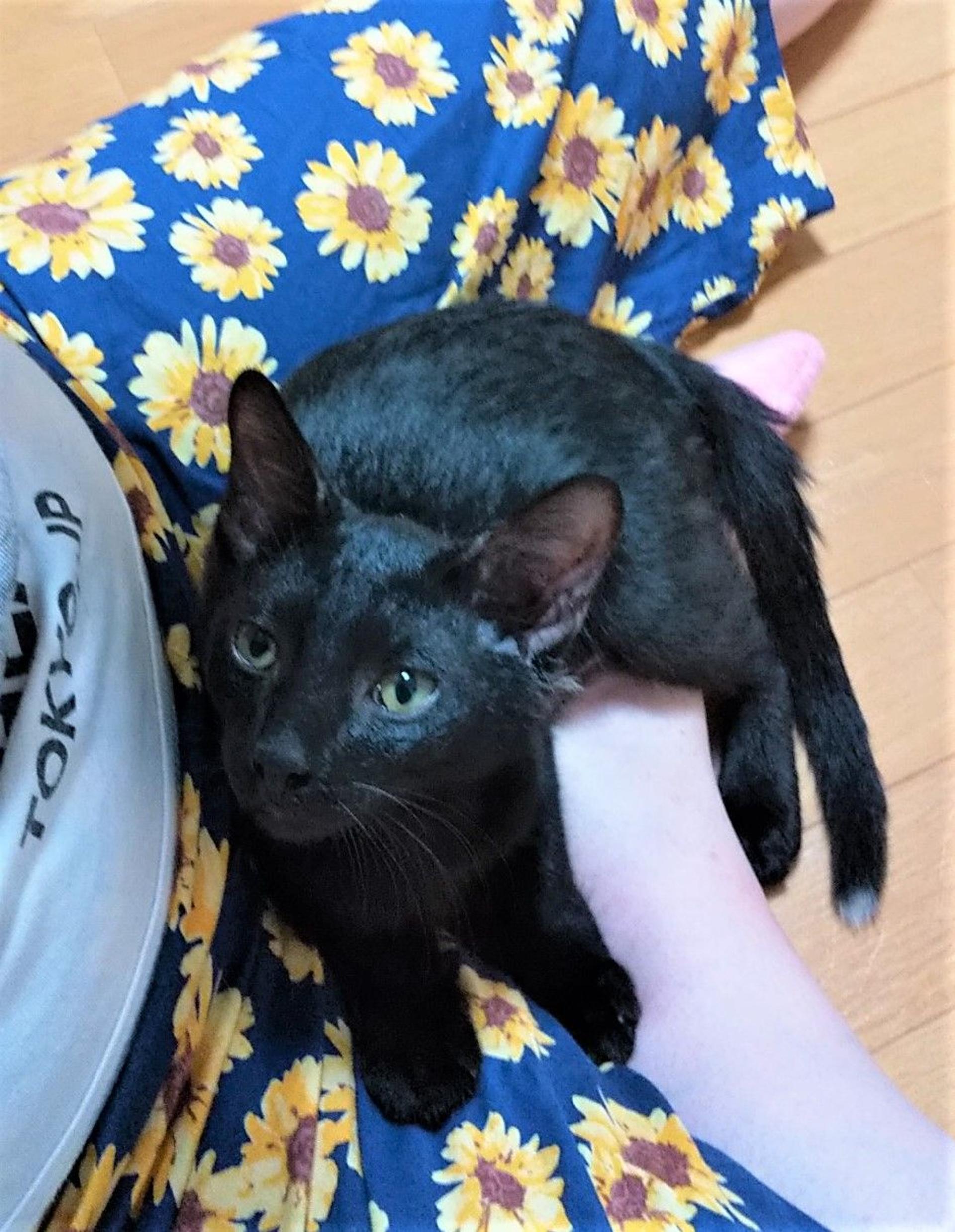 pet-image-6