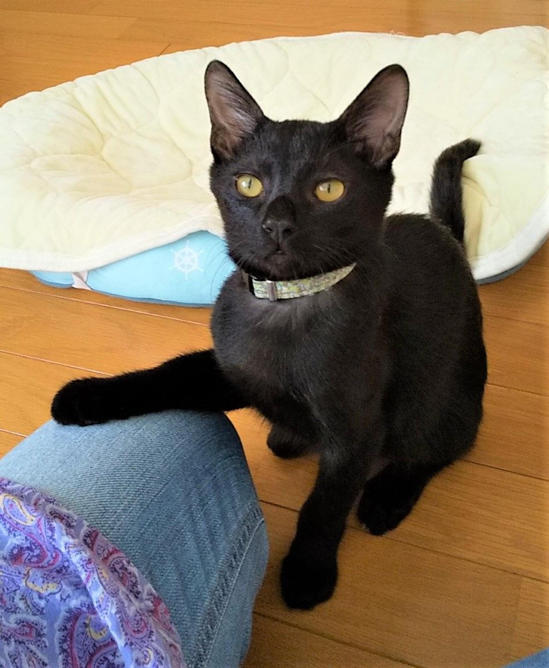 pet-image-2