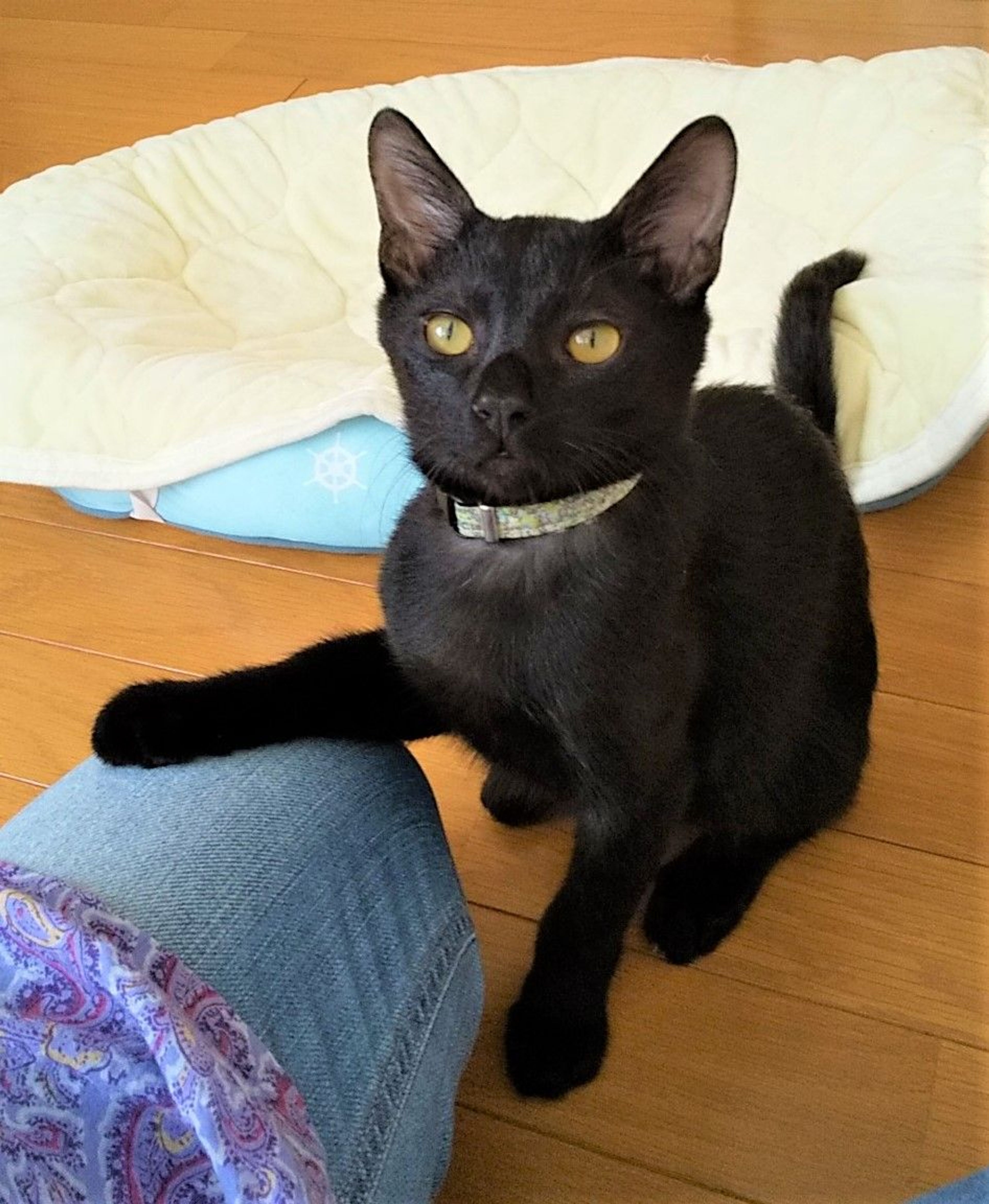 pet-image-2