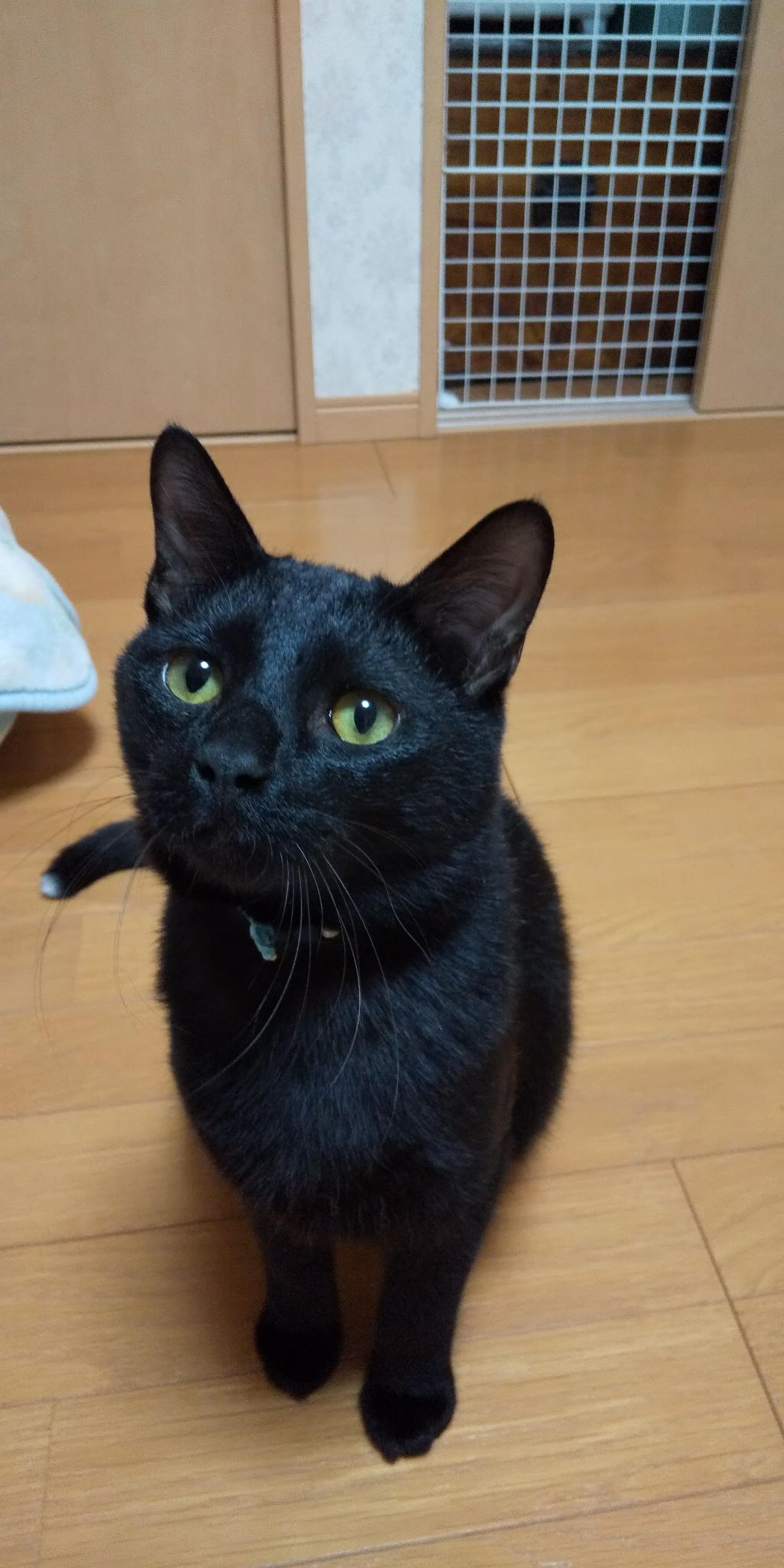 pet-image-3