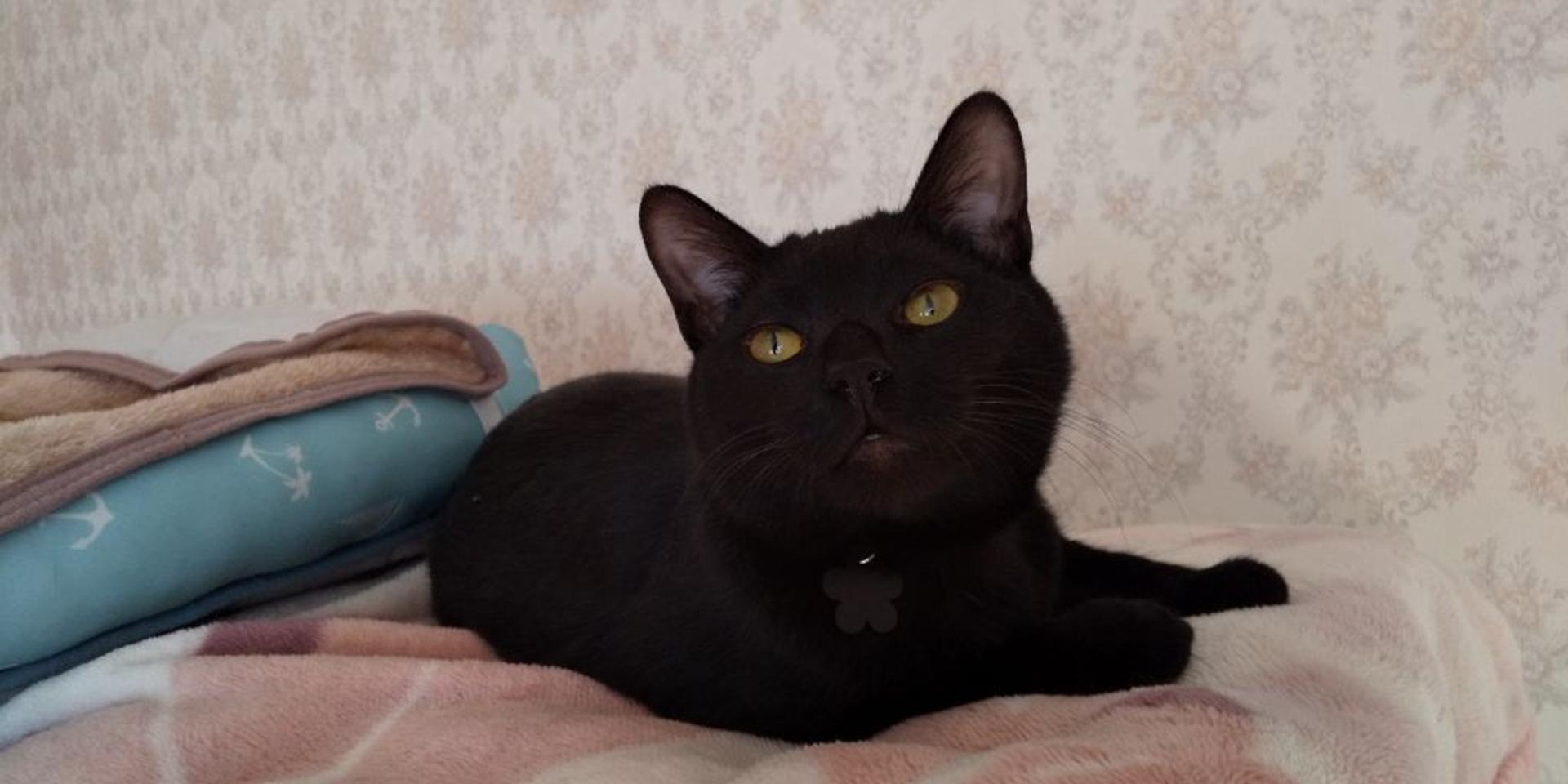 pet-image-5