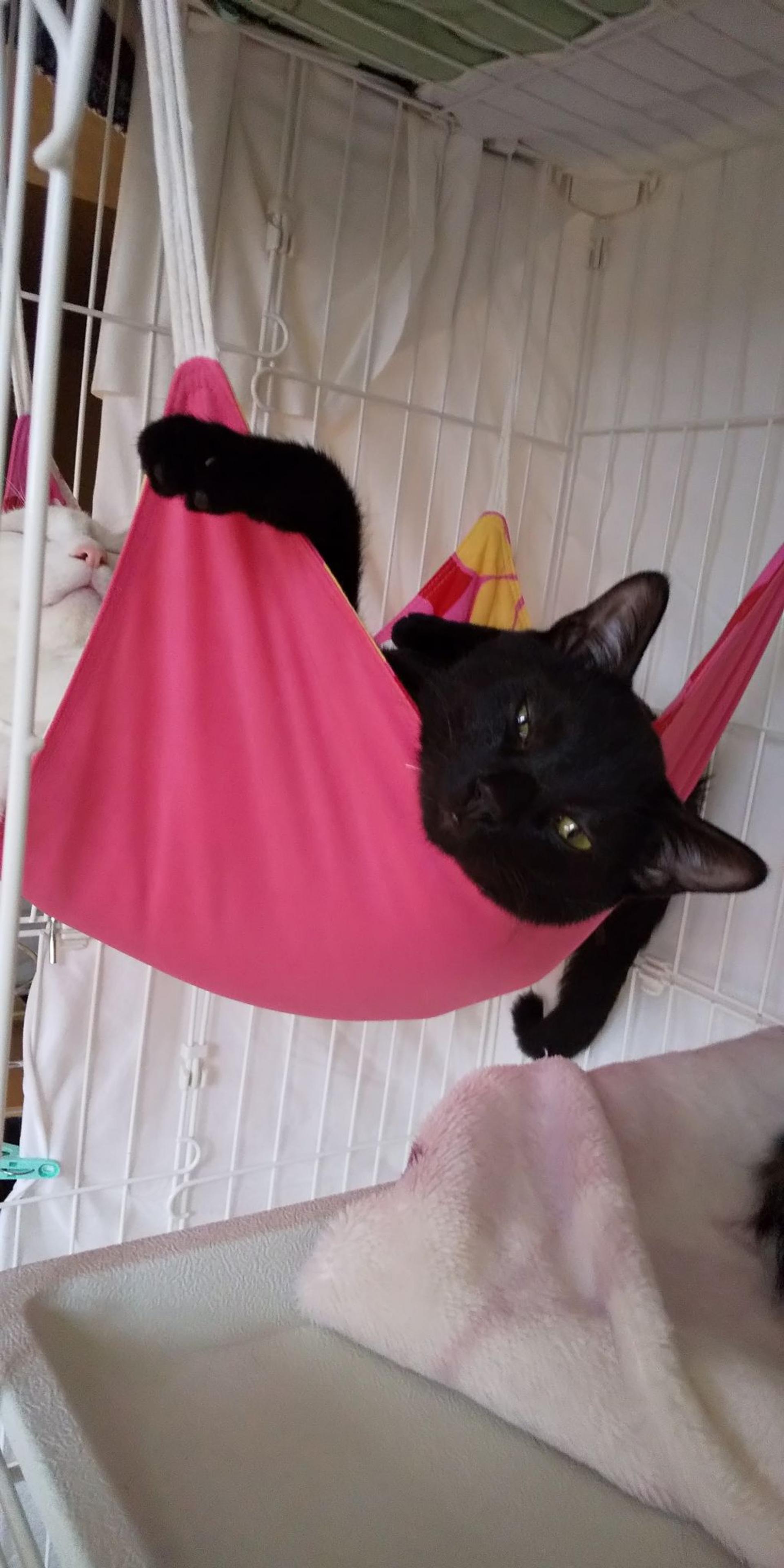 pet-image-9