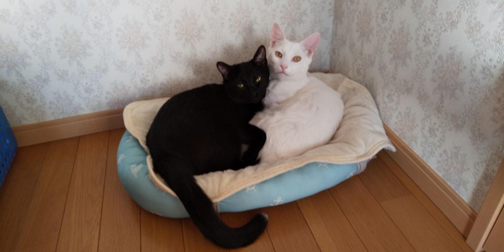 pet-image-10