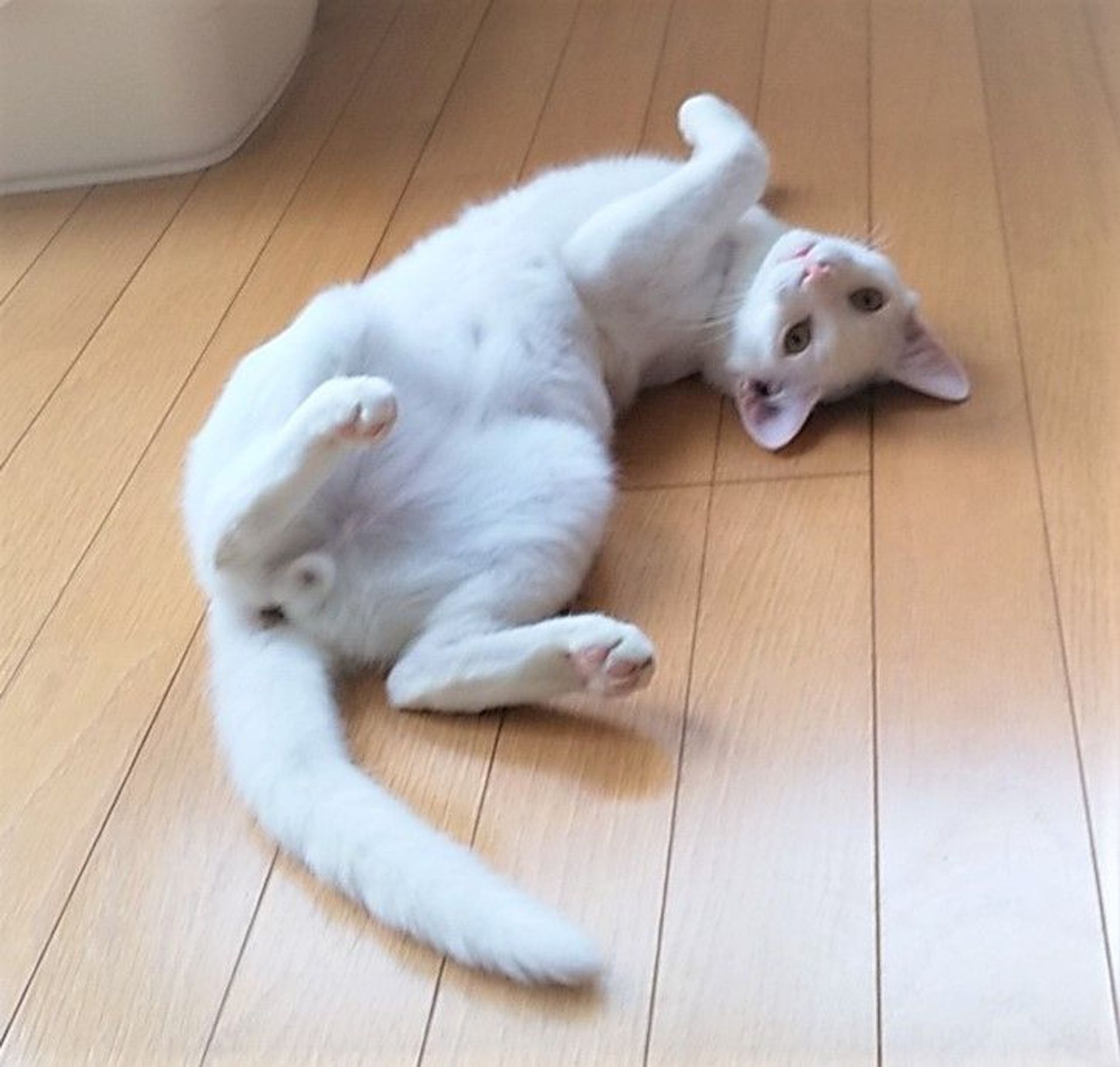雑種（ミックス猫）・オスの里親募集の写真