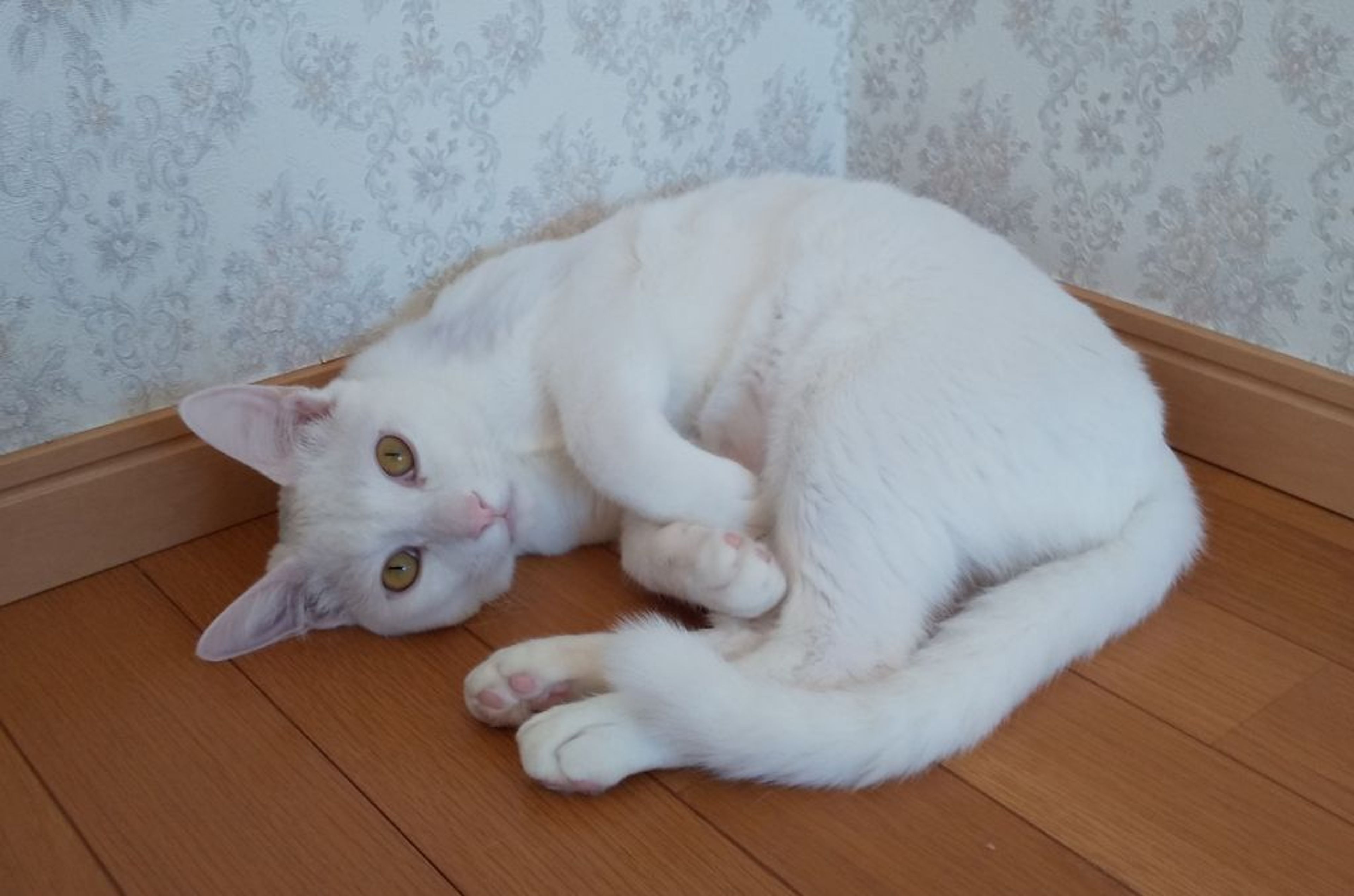 pet-image-3