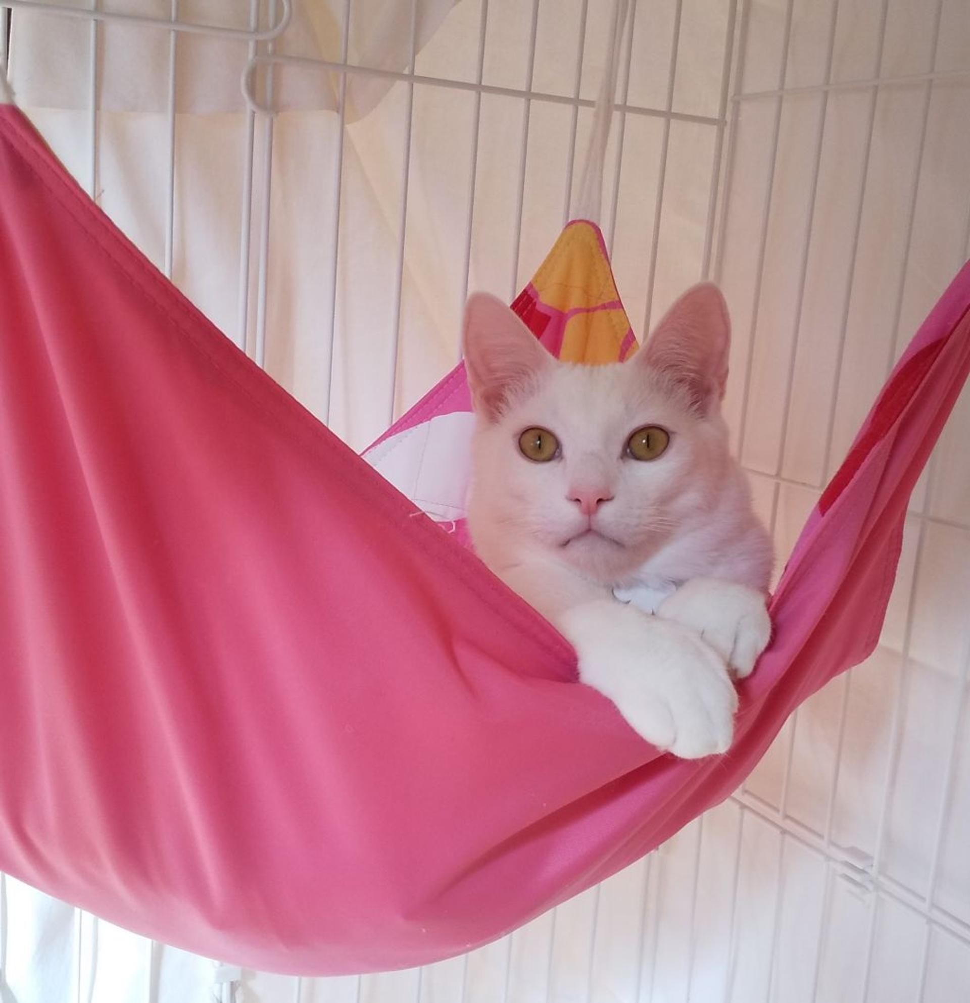 pet-image-4