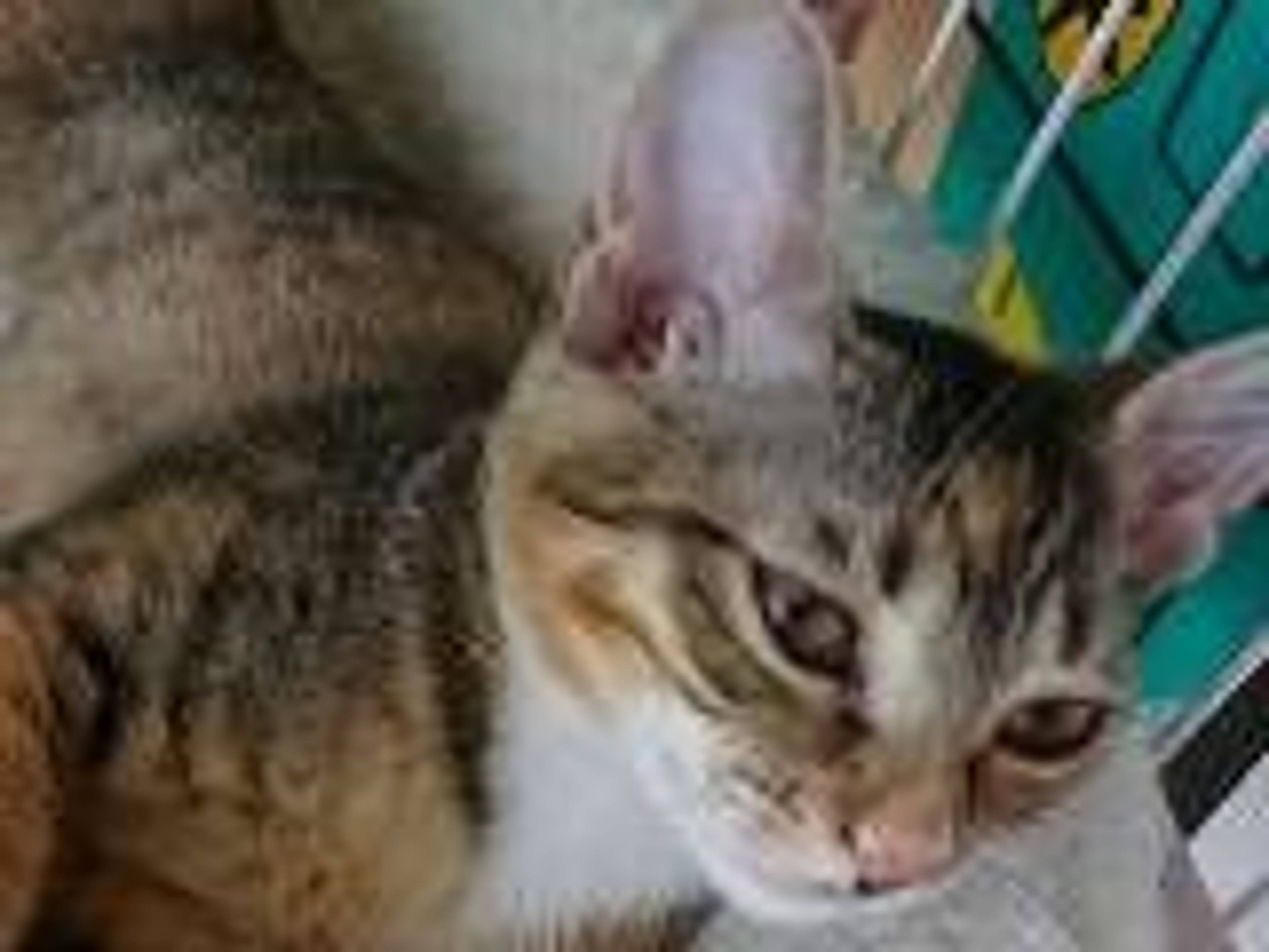 雑種（ミックス猫）・メスの里親募集の写真