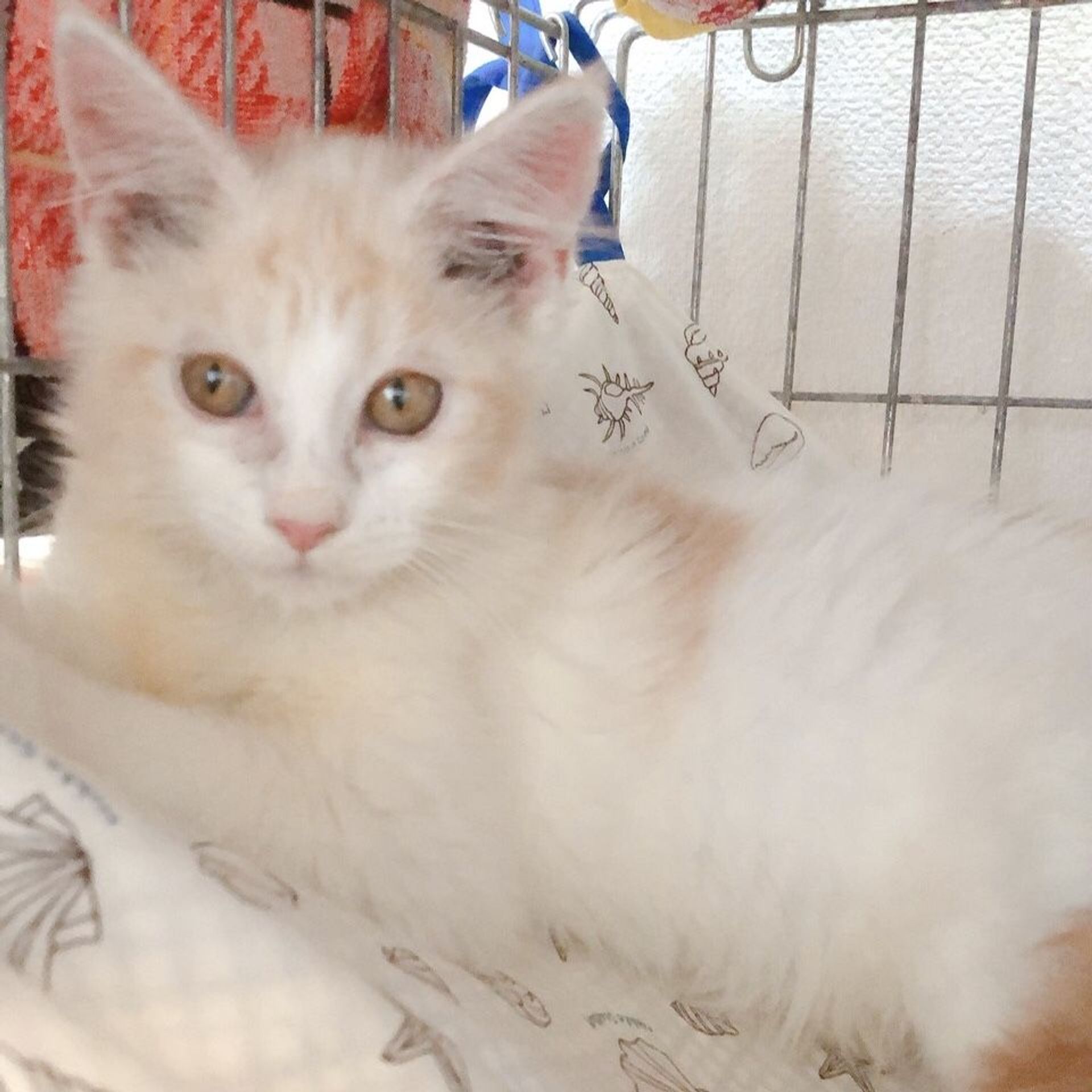 雑種（ミックス猫）・メスの里親募集の写真