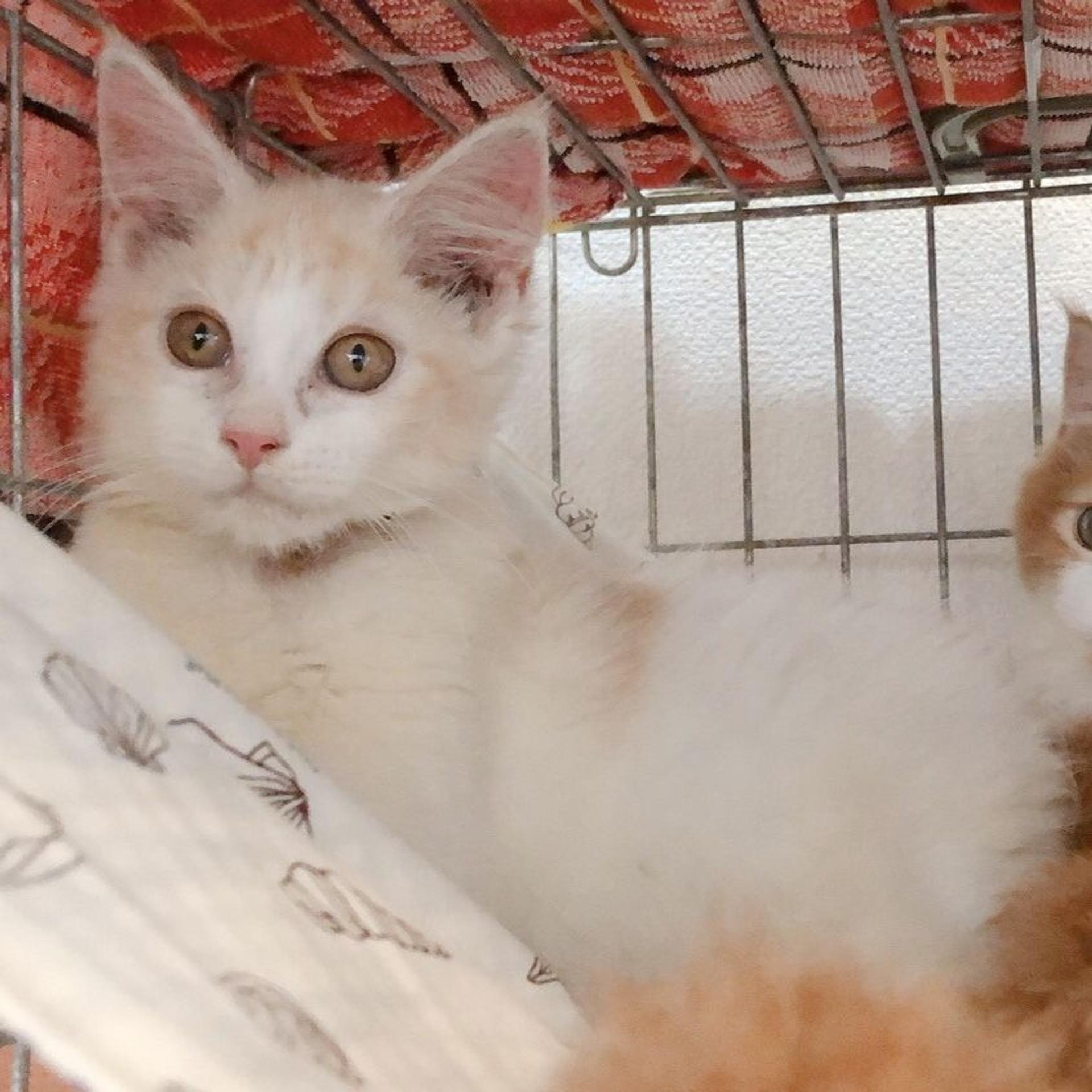 pet-image-5