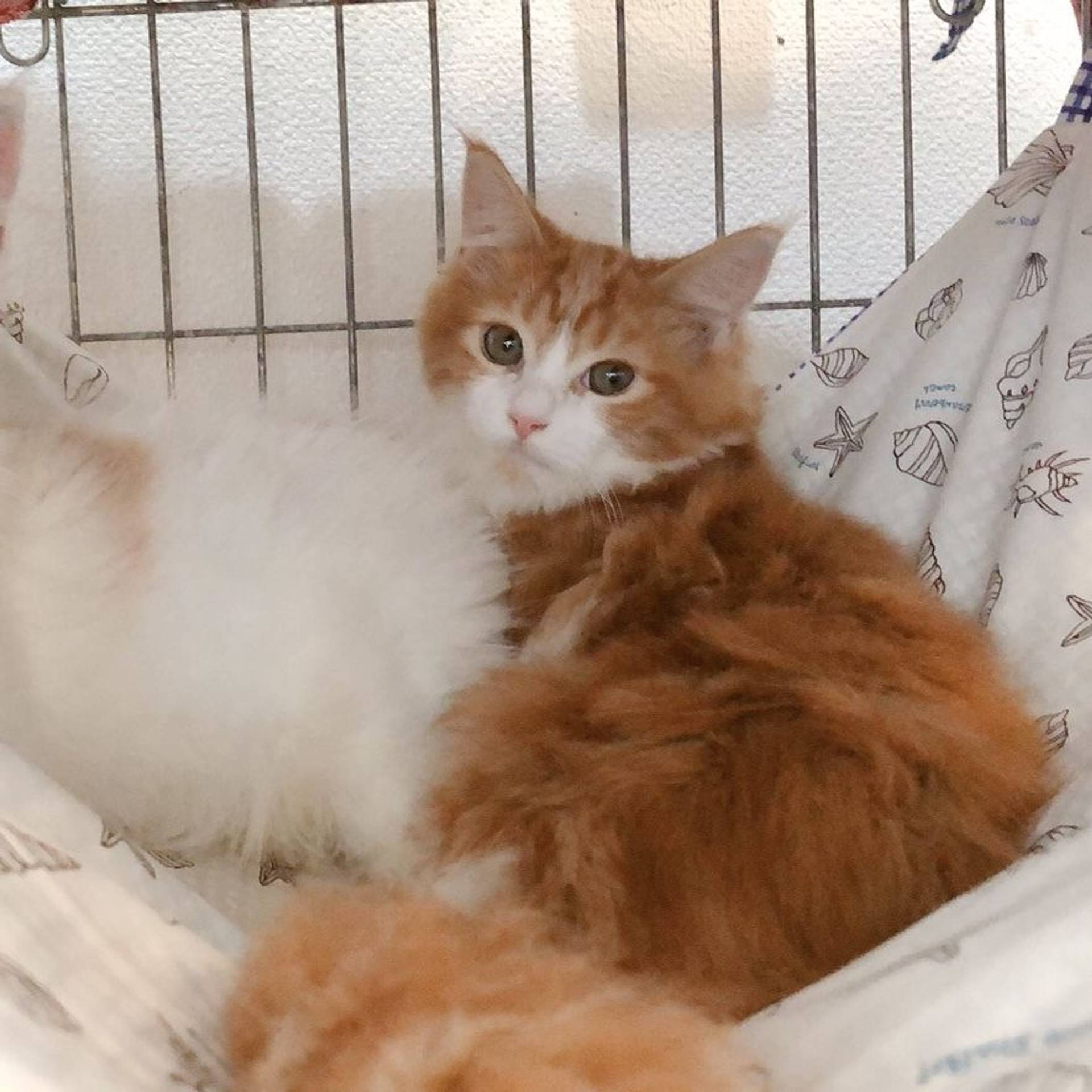 雑種（ミックス猫）・メスの里親募集の写真