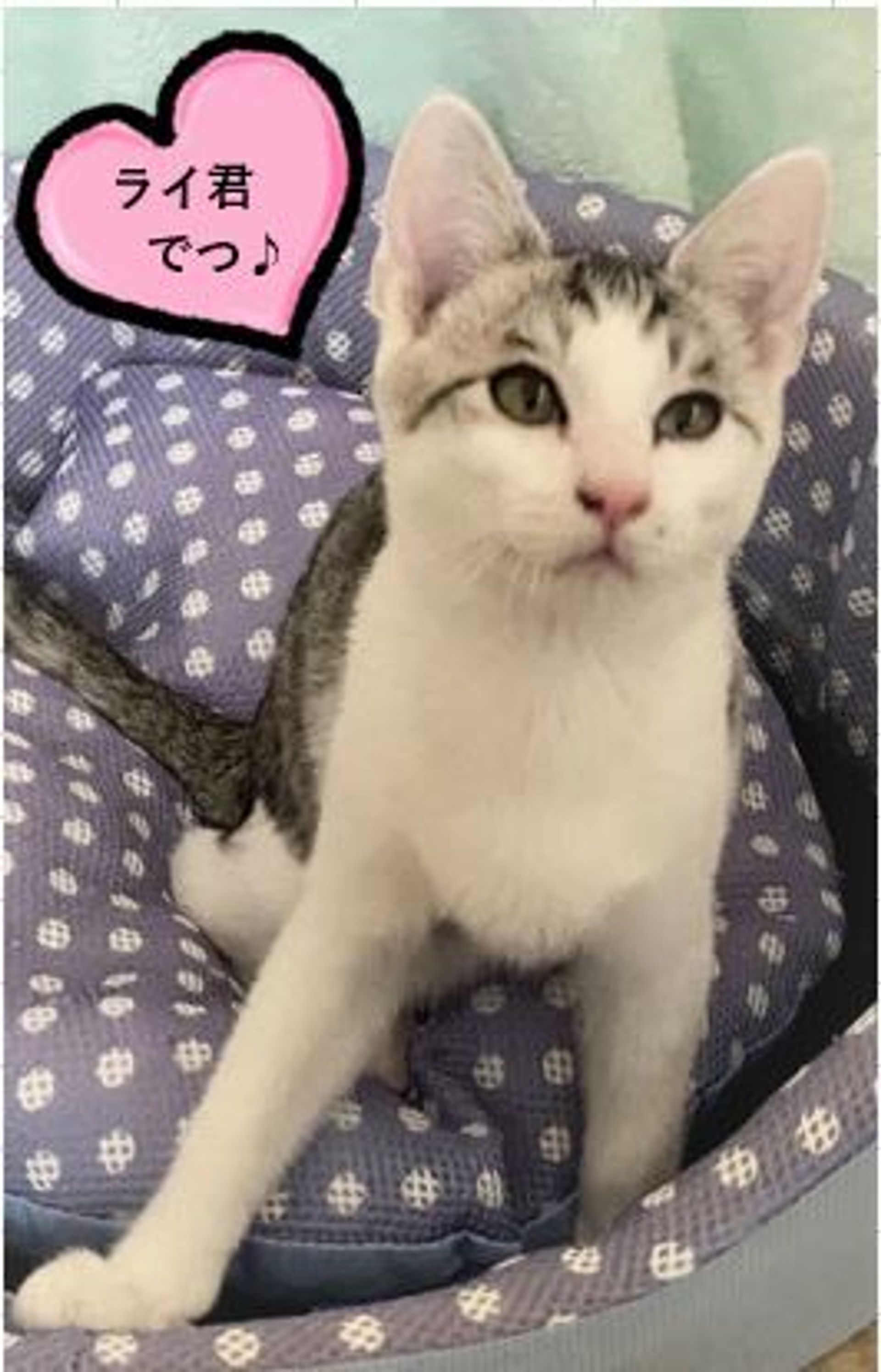 雑種（ミックス猫）・オスの里親募集の写真