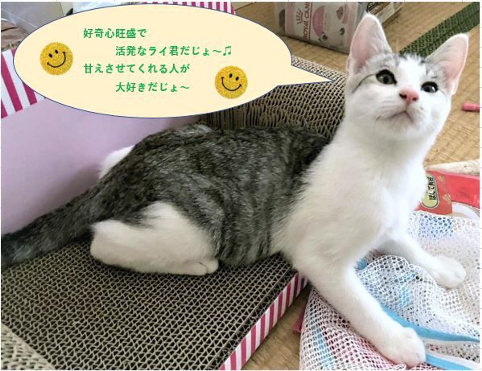 pet-image-2