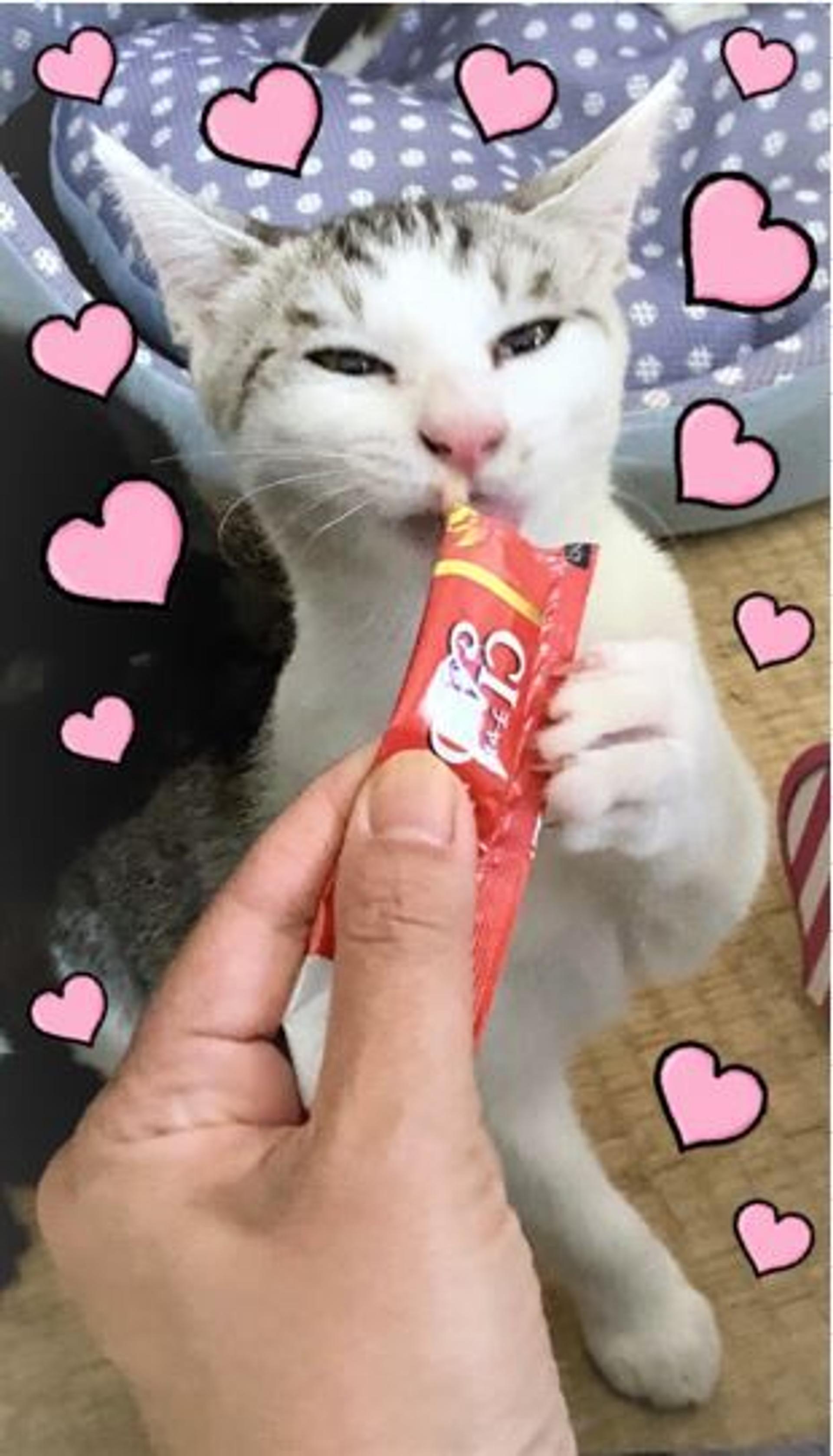 pet-image-3