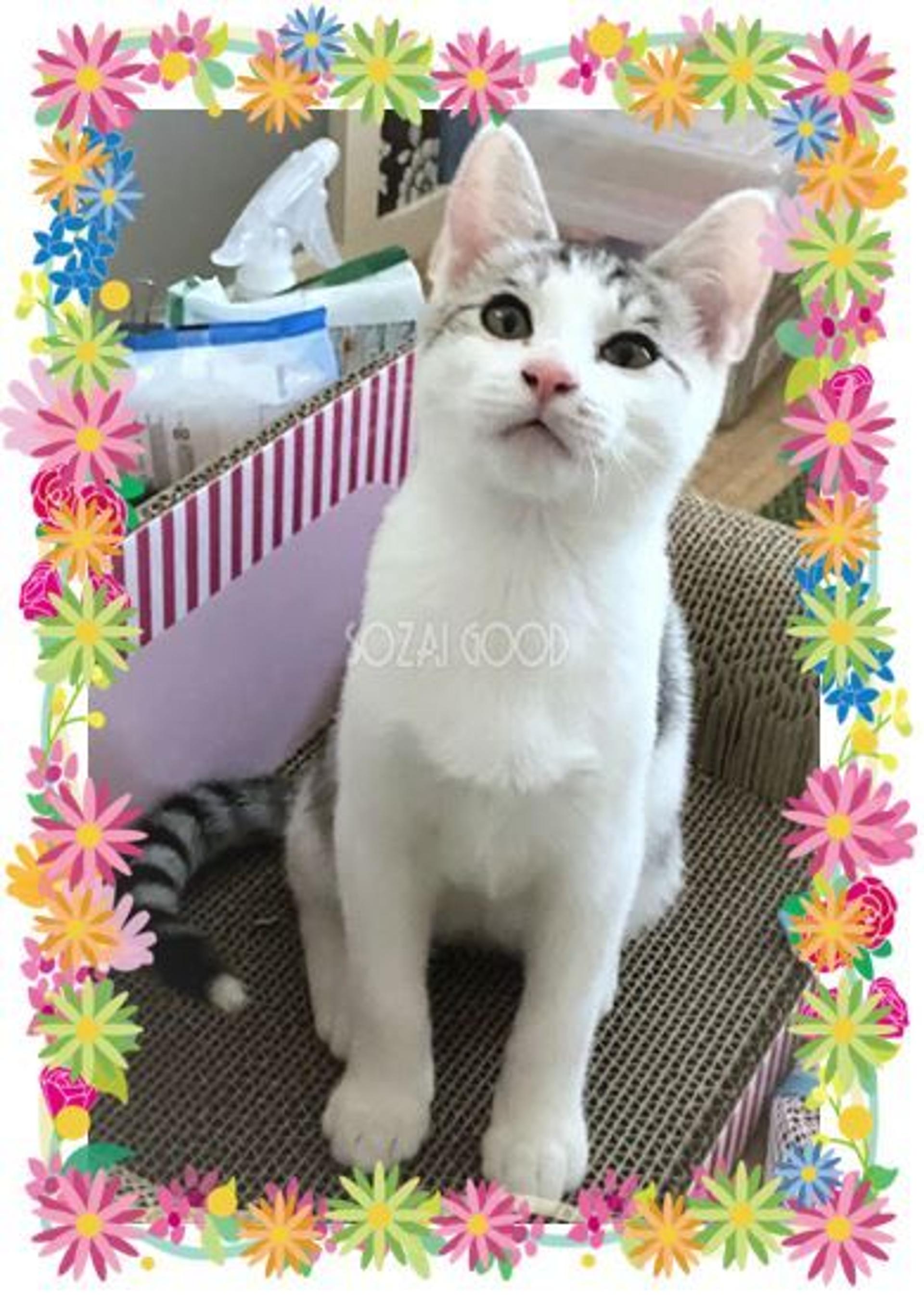 pet-image-4