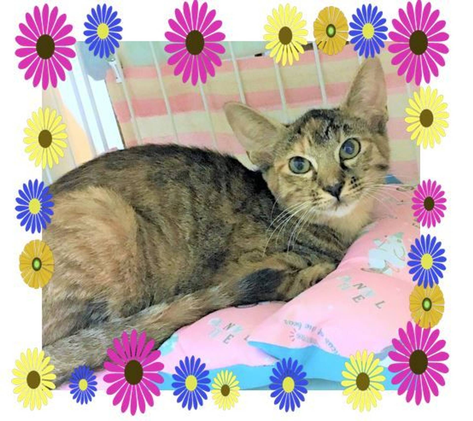 雑種（ミックス猫）・メスの里親募集の写真