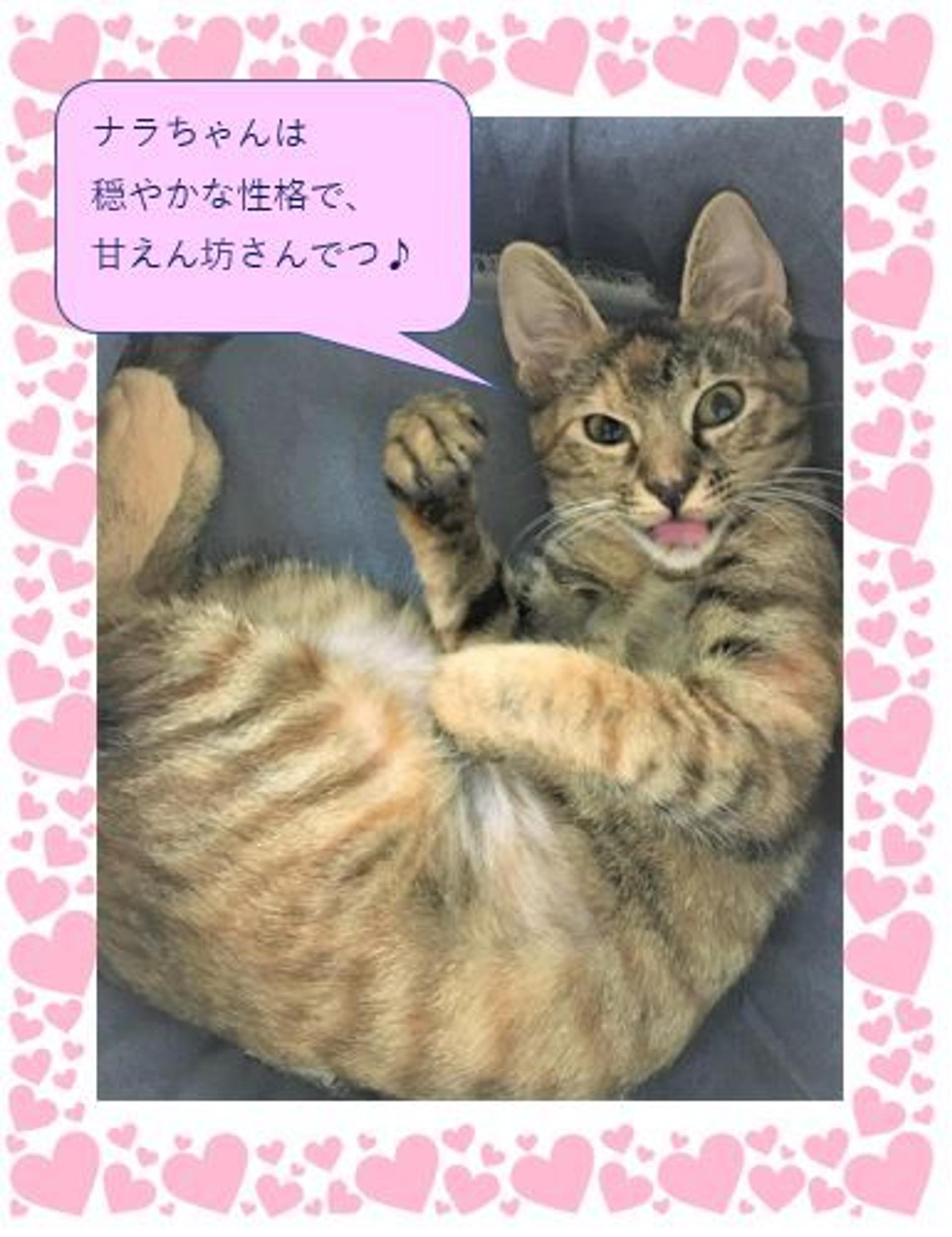 pet-image-3