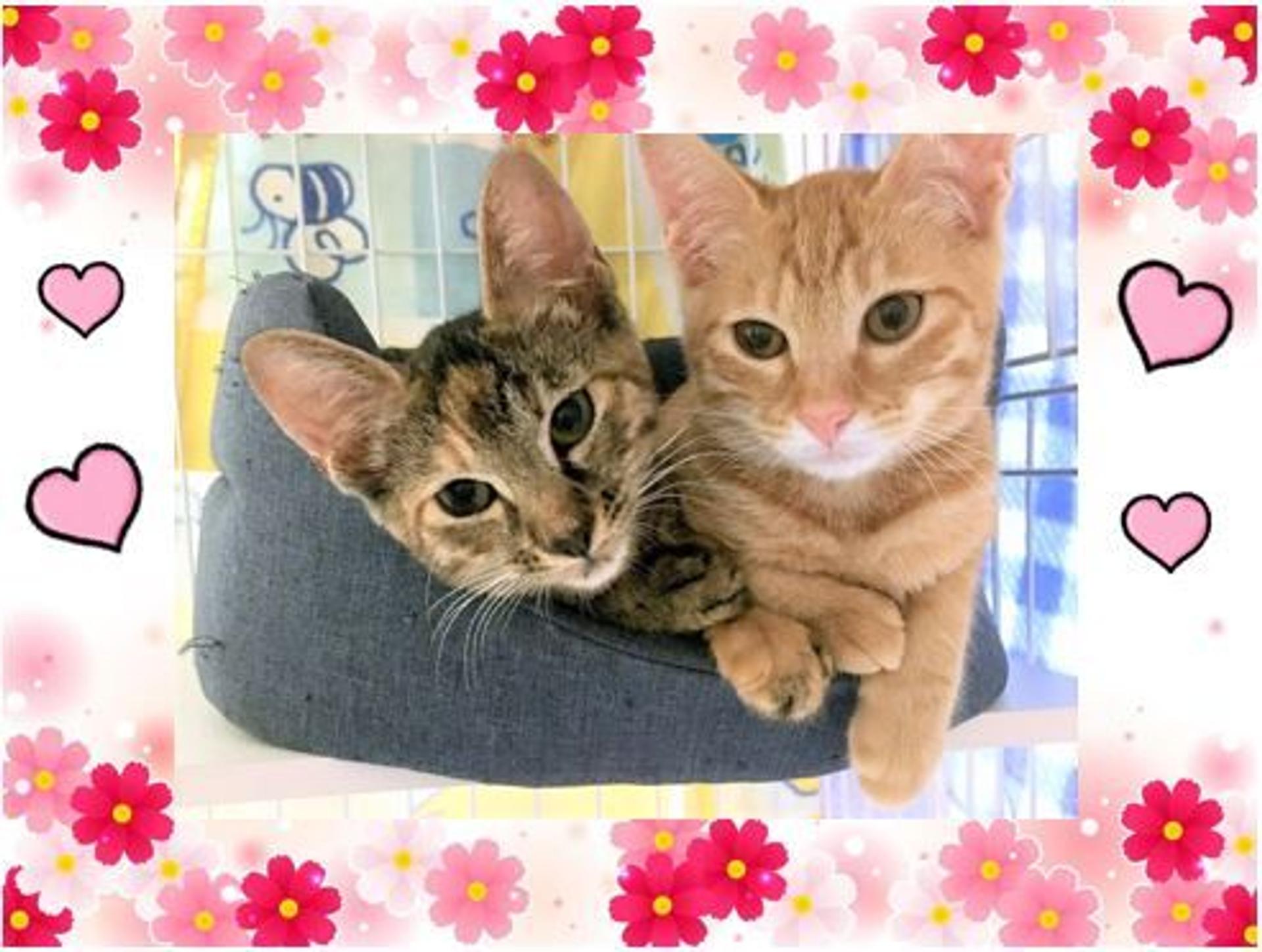 pet-image-2