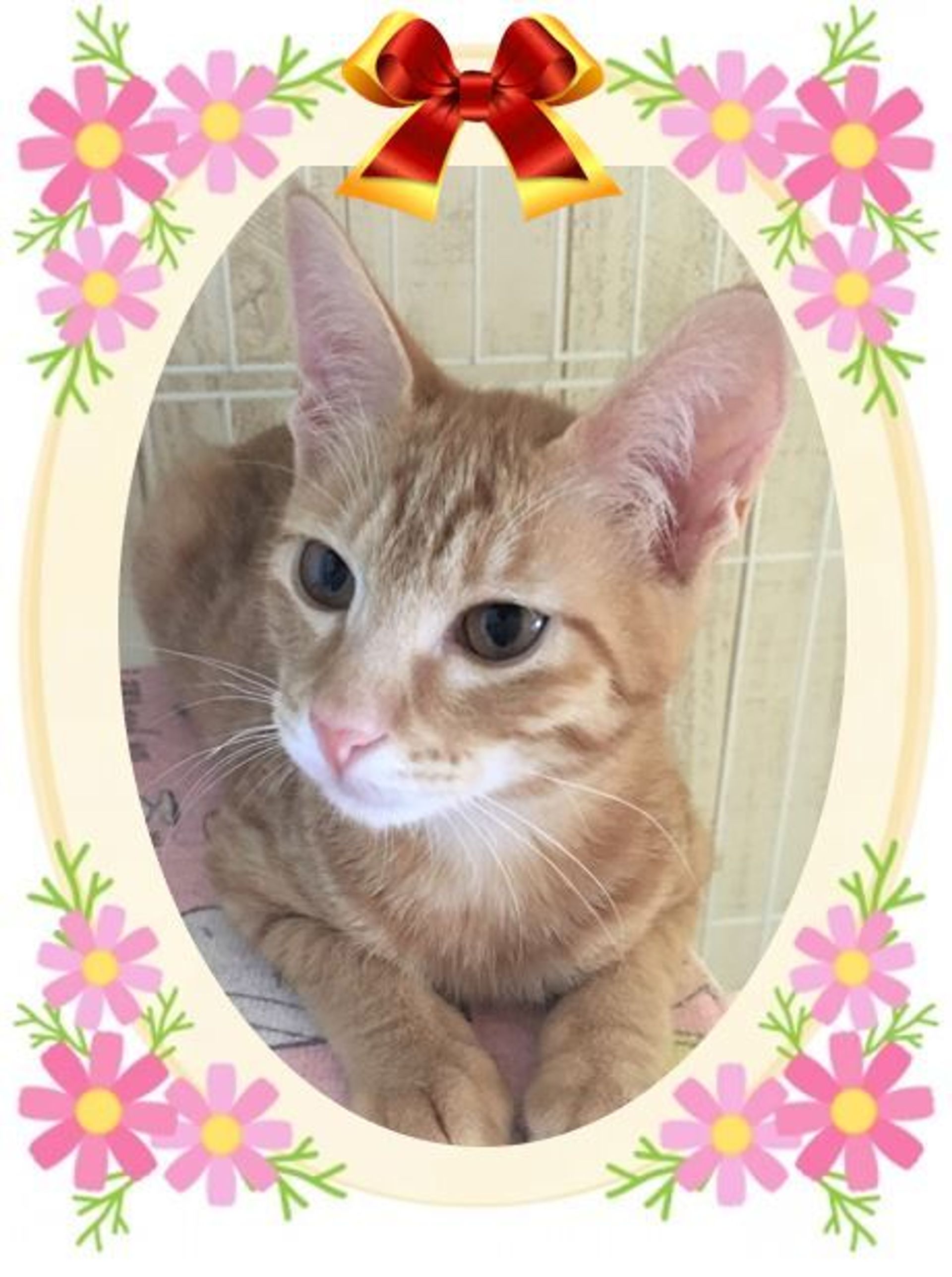 雑種（ミックス猫）・メスの里親募集の写真