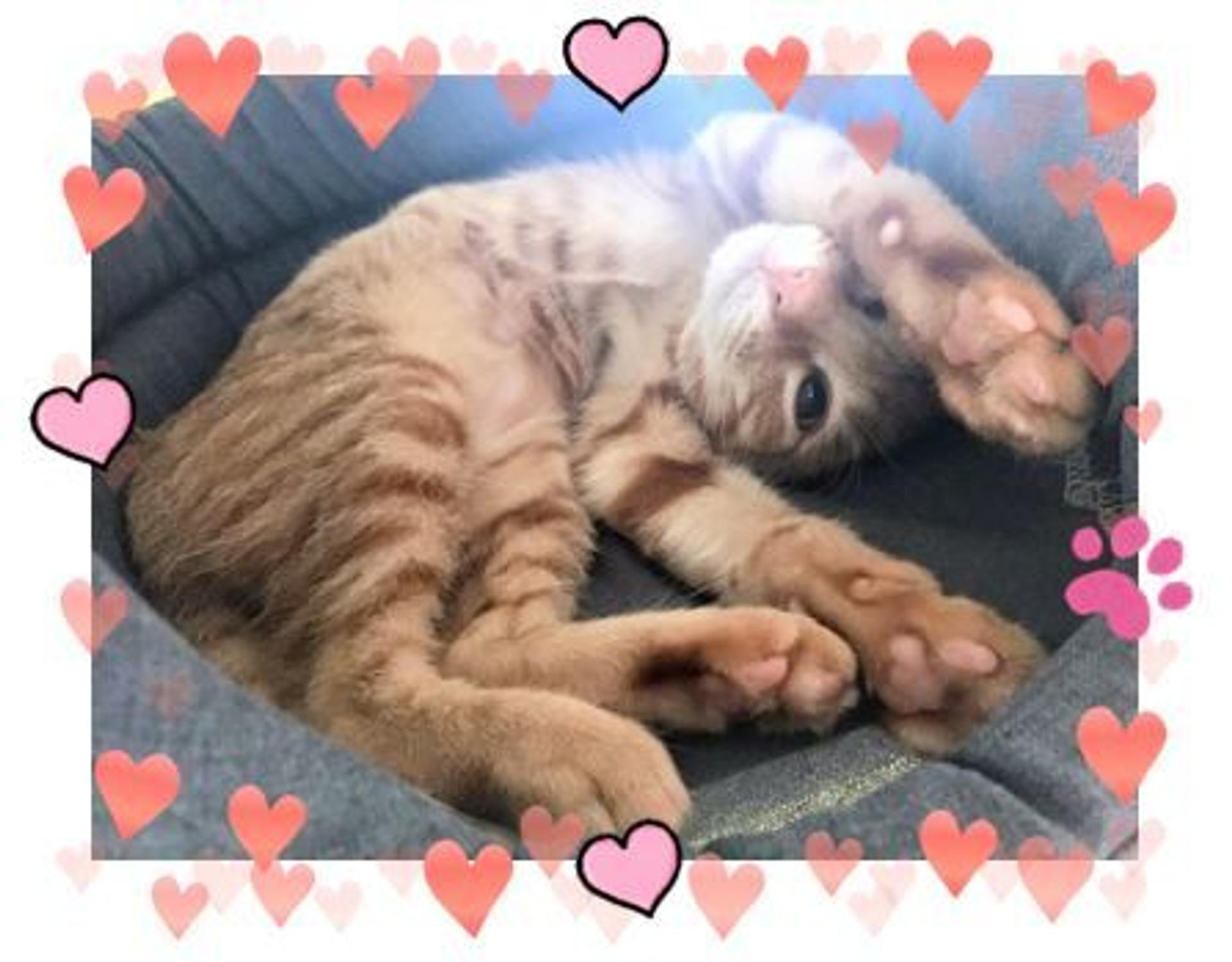 pet-image-3