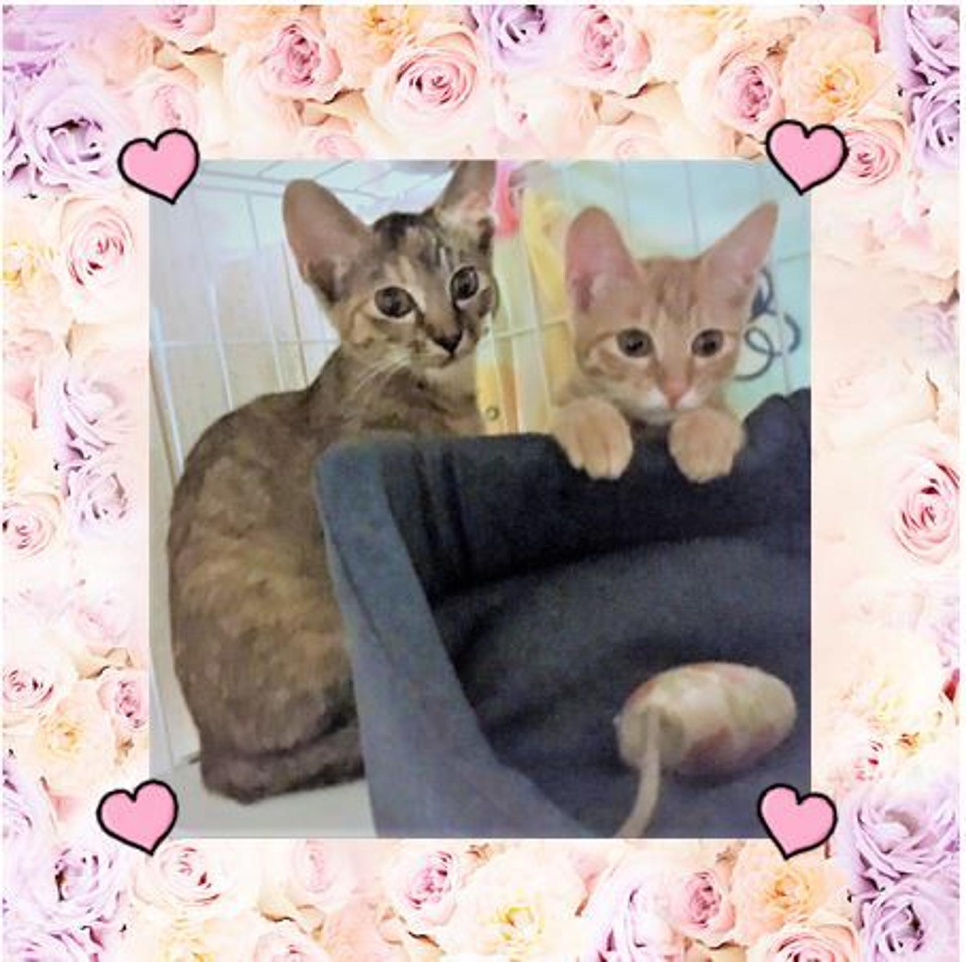 pet-image-4