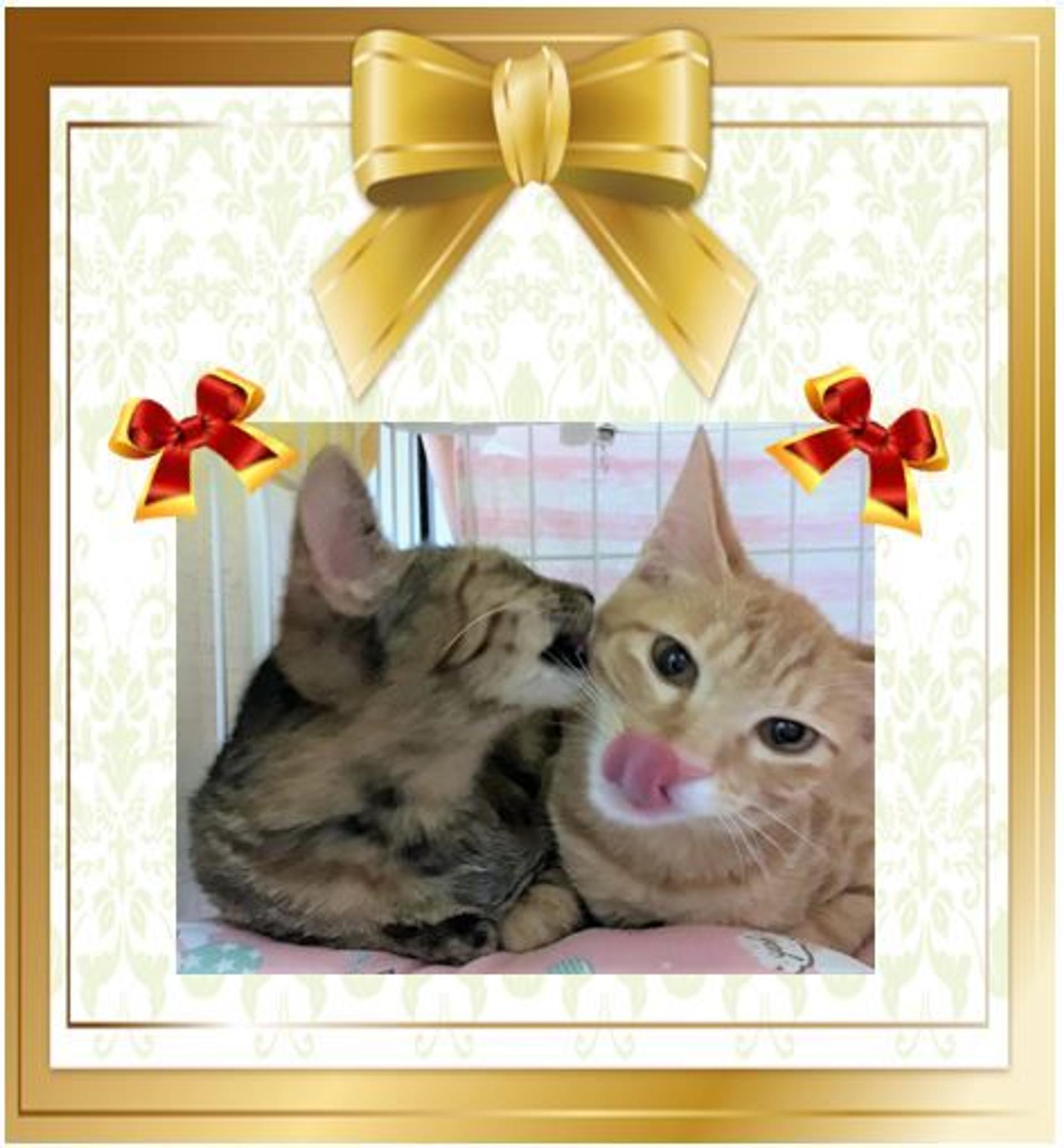 pet-image-6