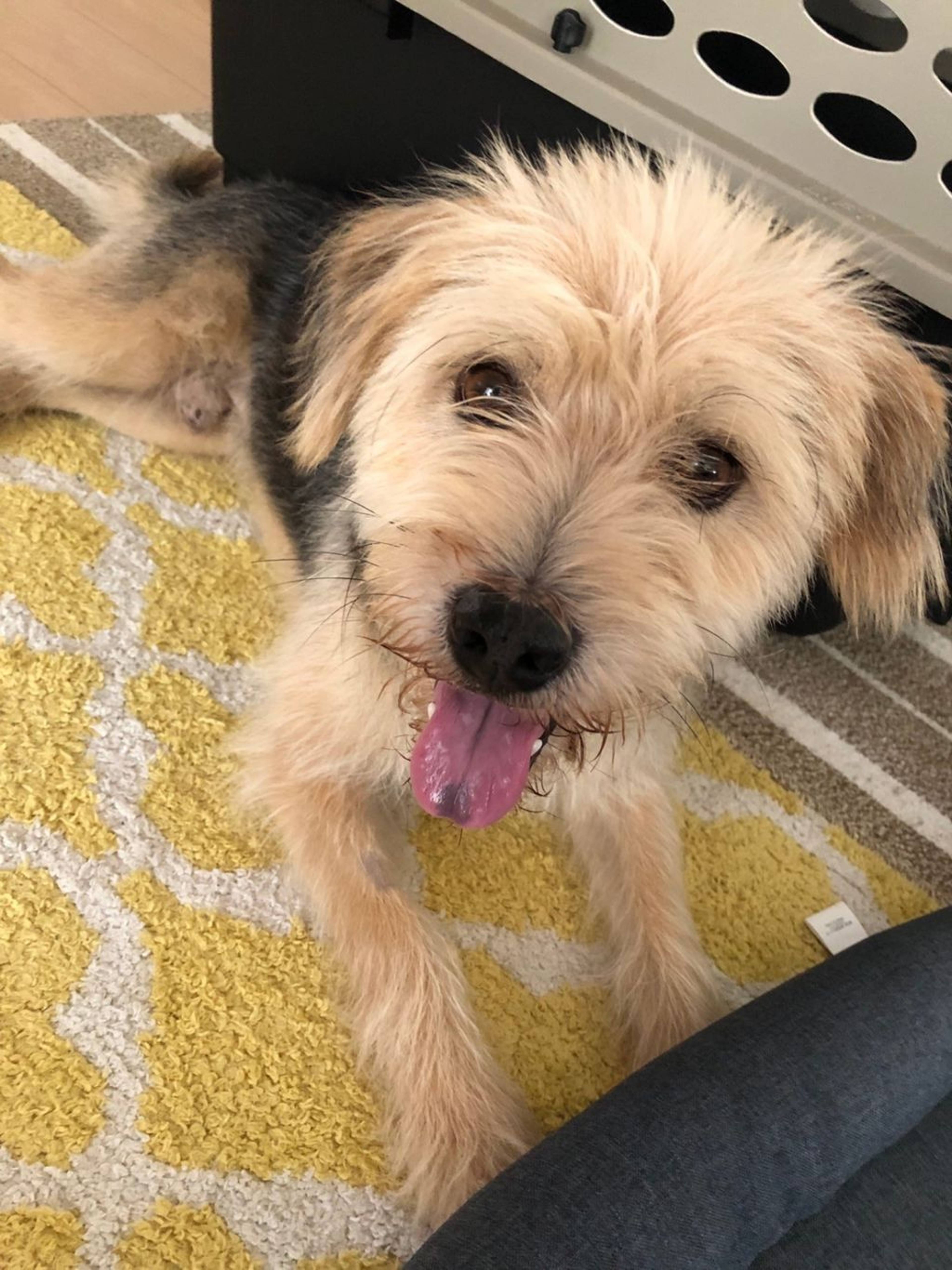 雑種（ミックス犬）・オスの里親募集の写真