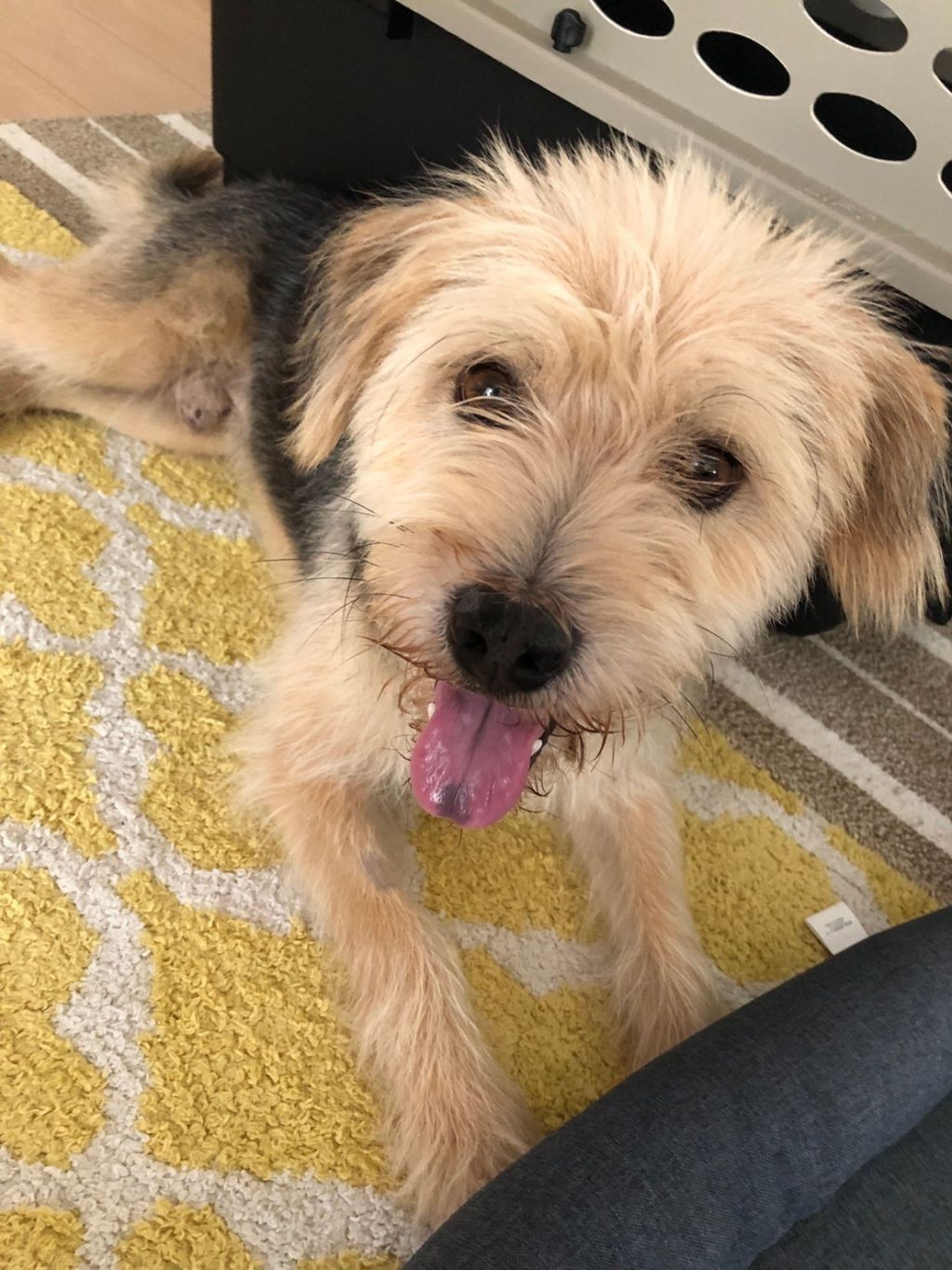 雑種（ミックス犬）・オスの里親募集の写真