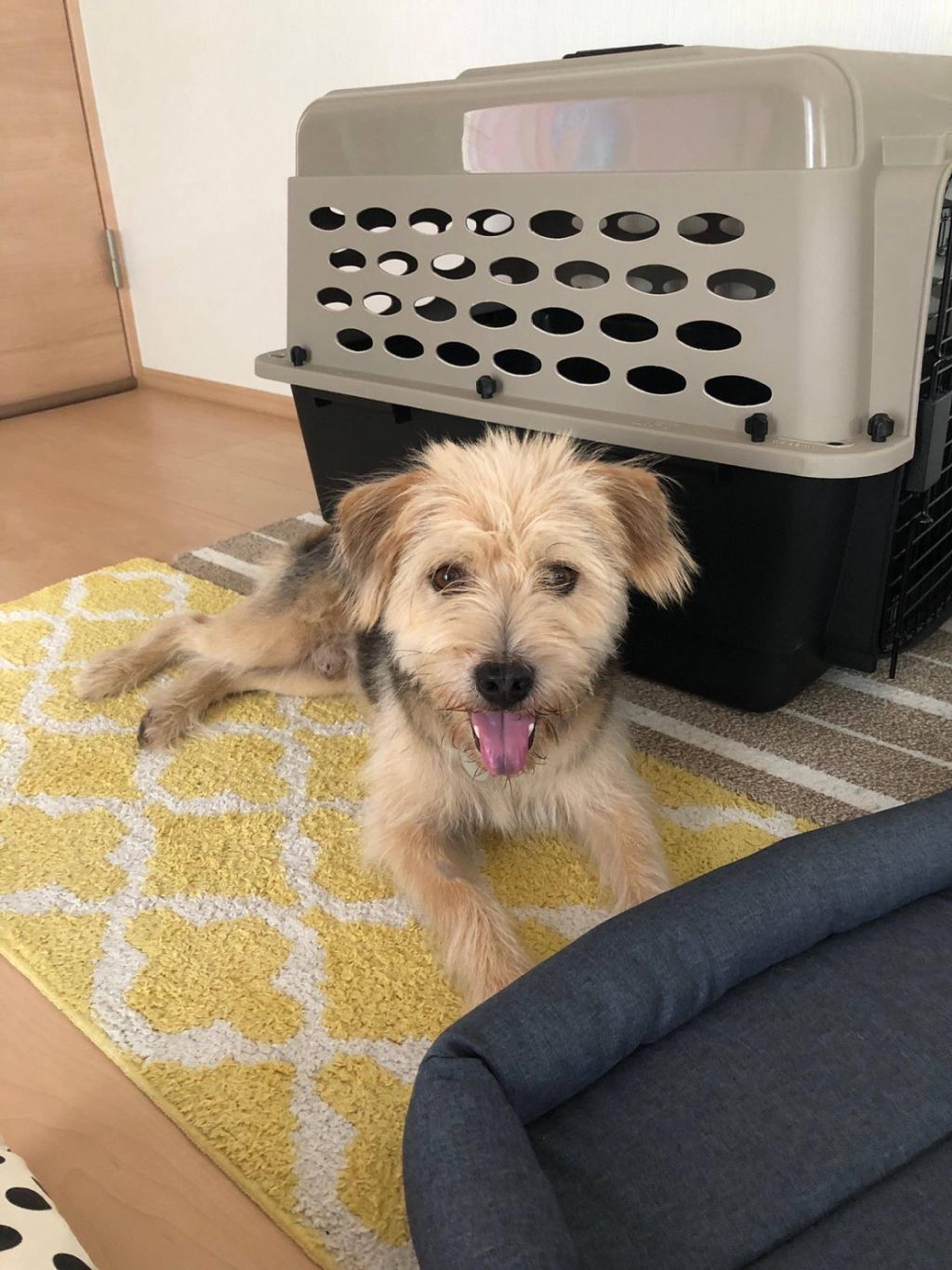 pet-image-2