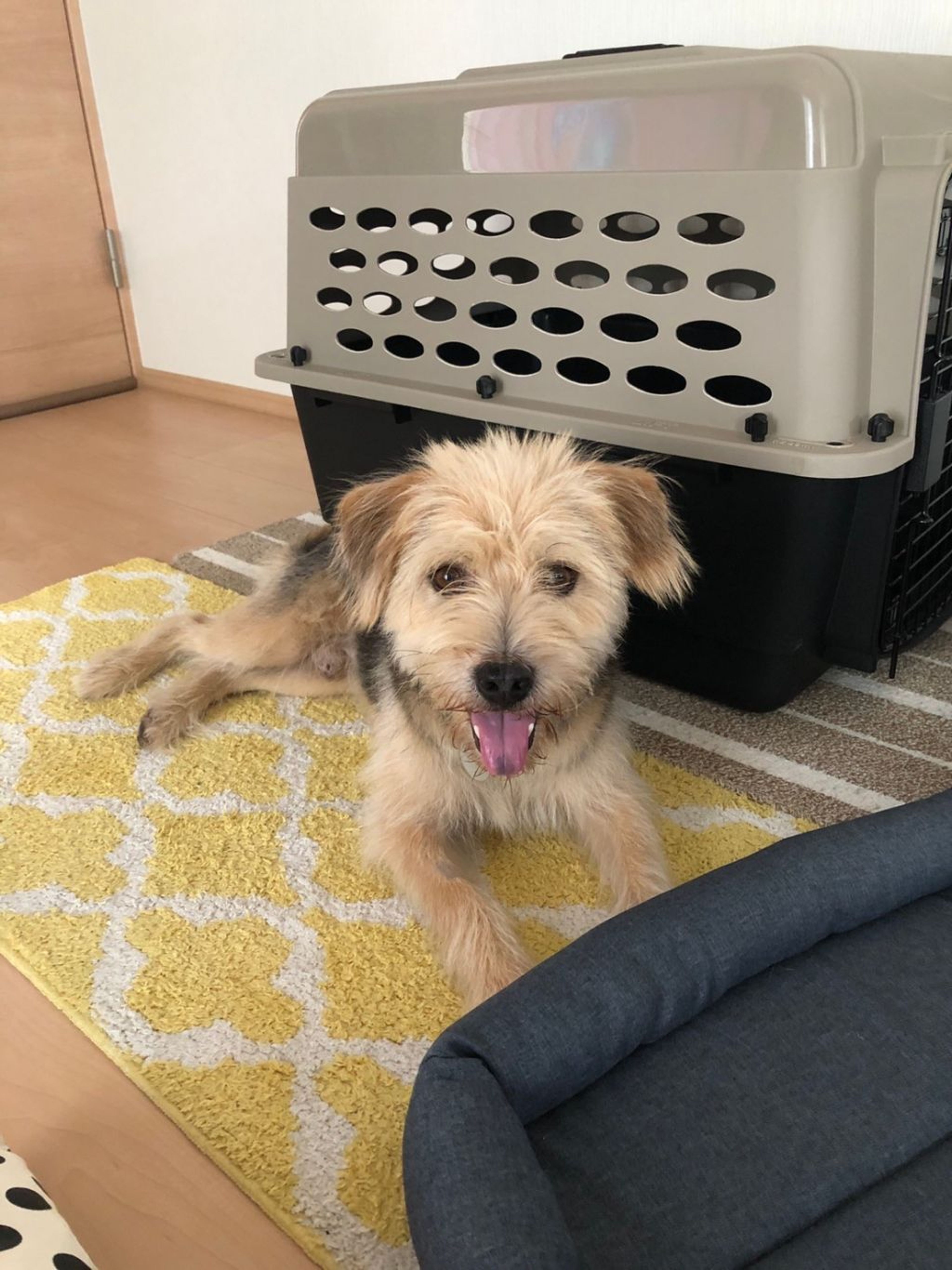pet-image-2