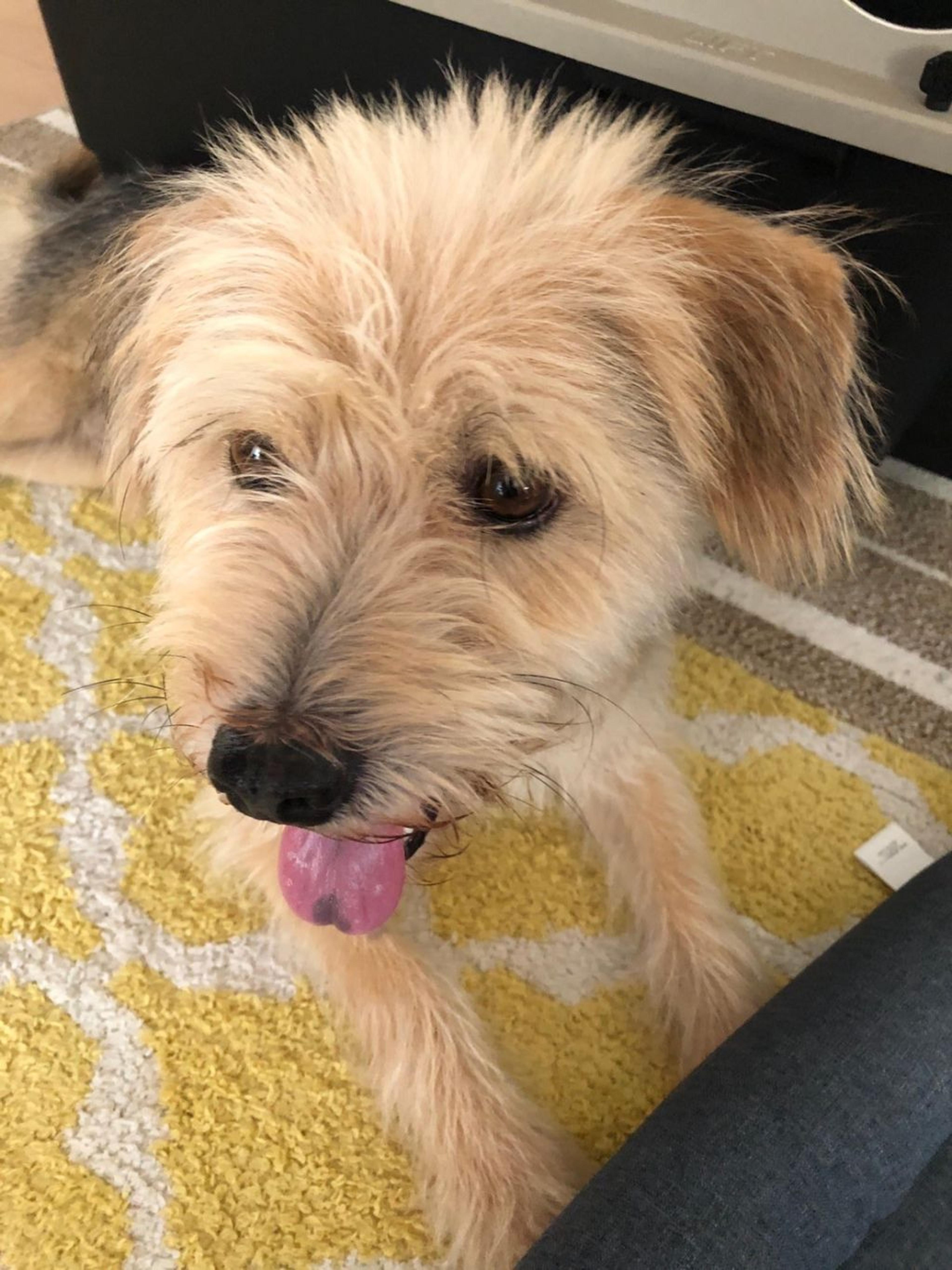 pet-image-3