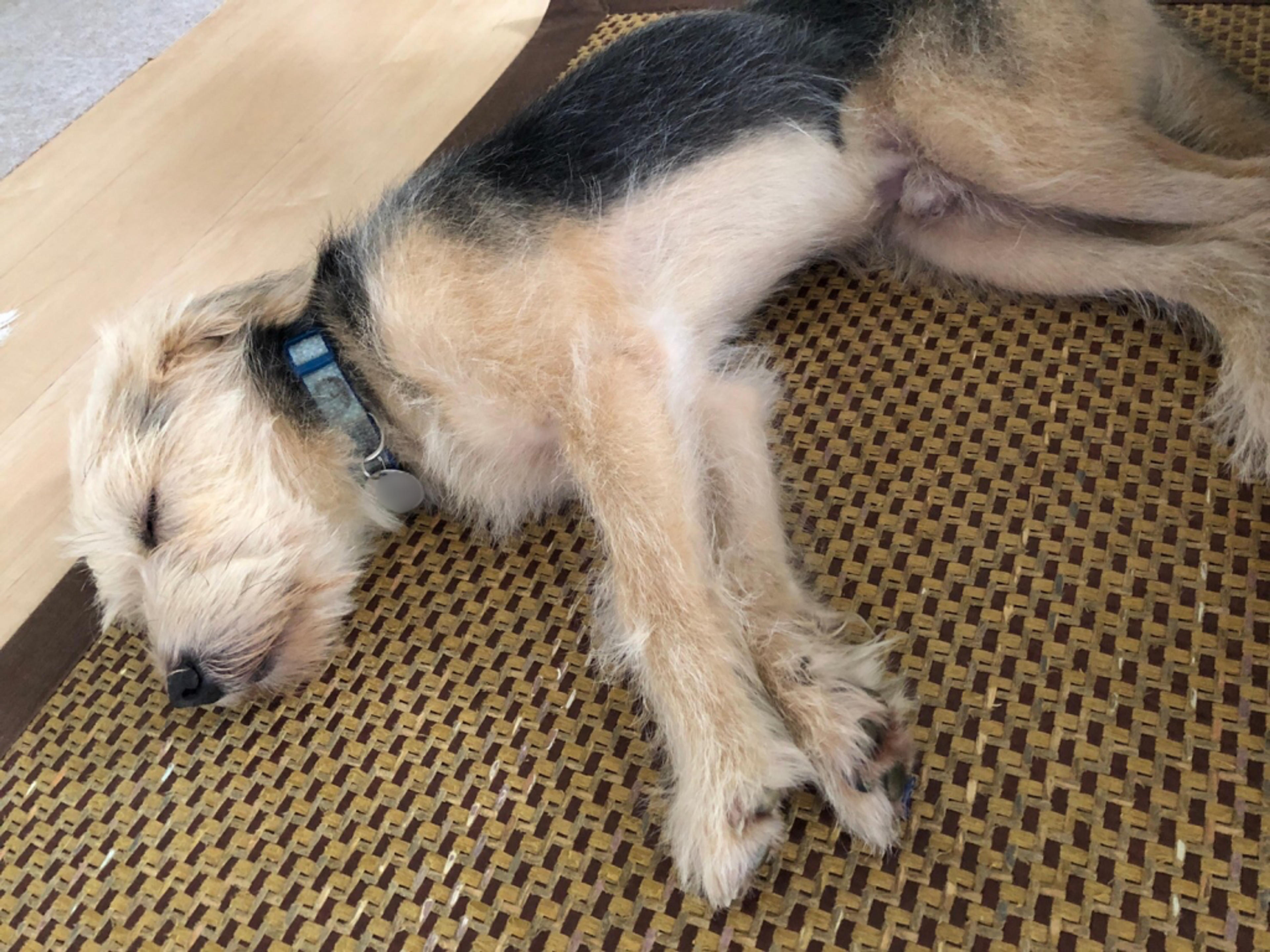 pet-image-5