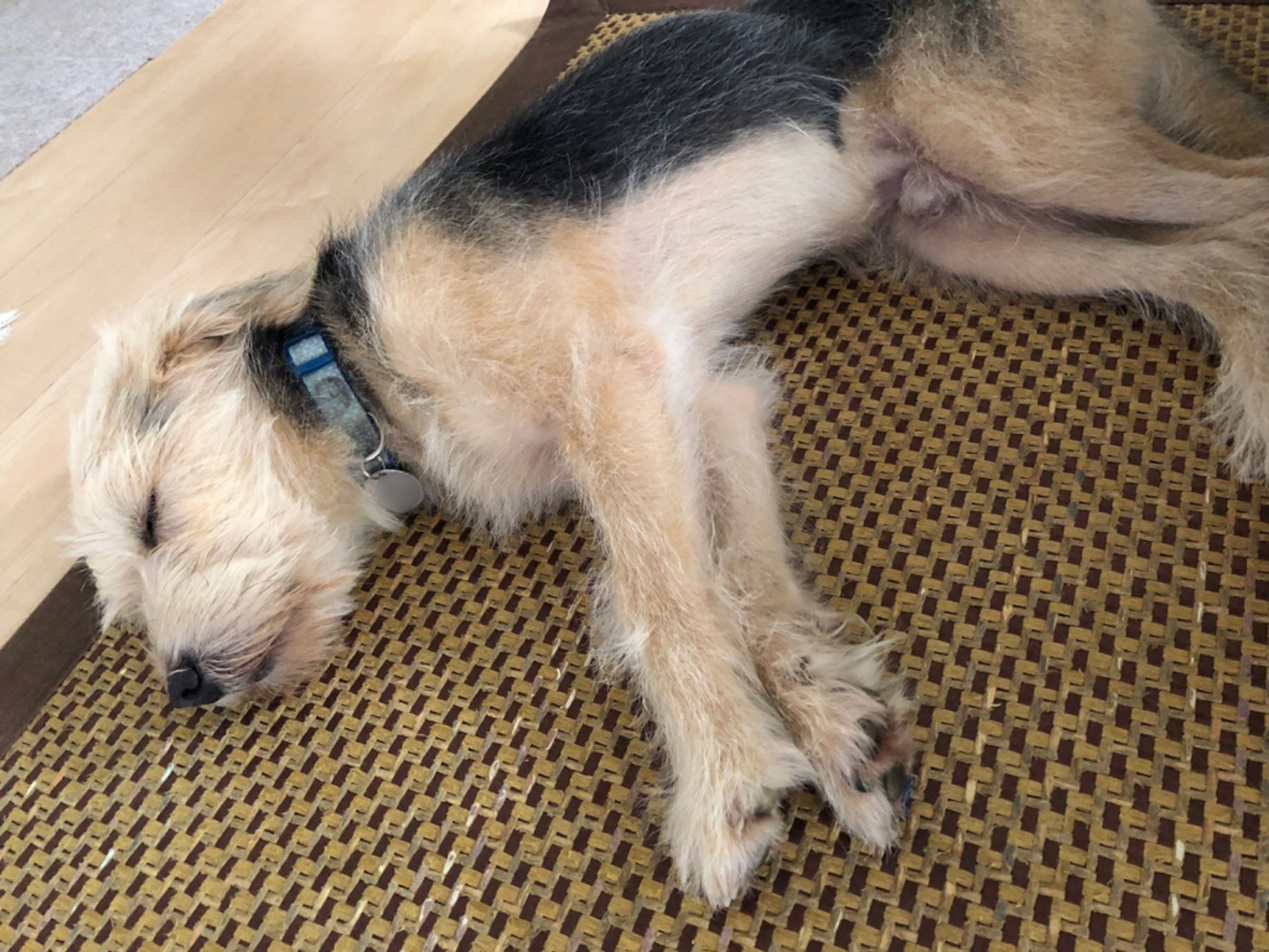 pet-image-5
