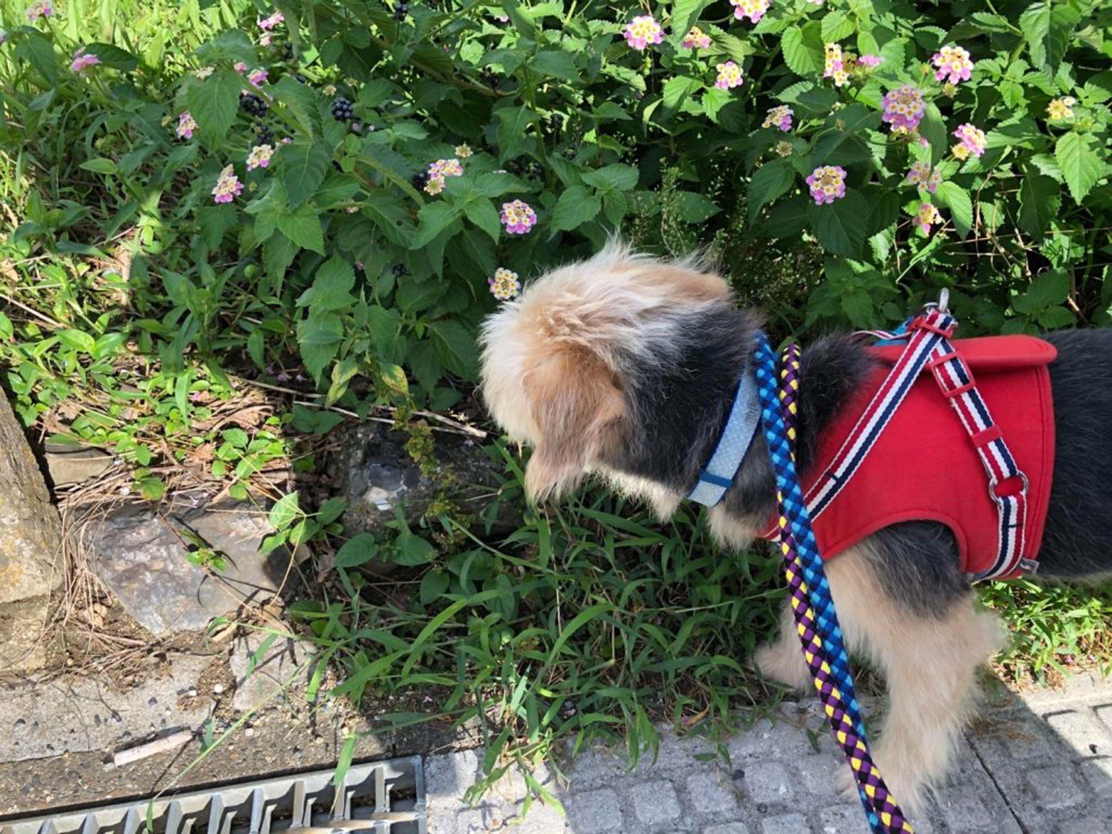 pet-image-6