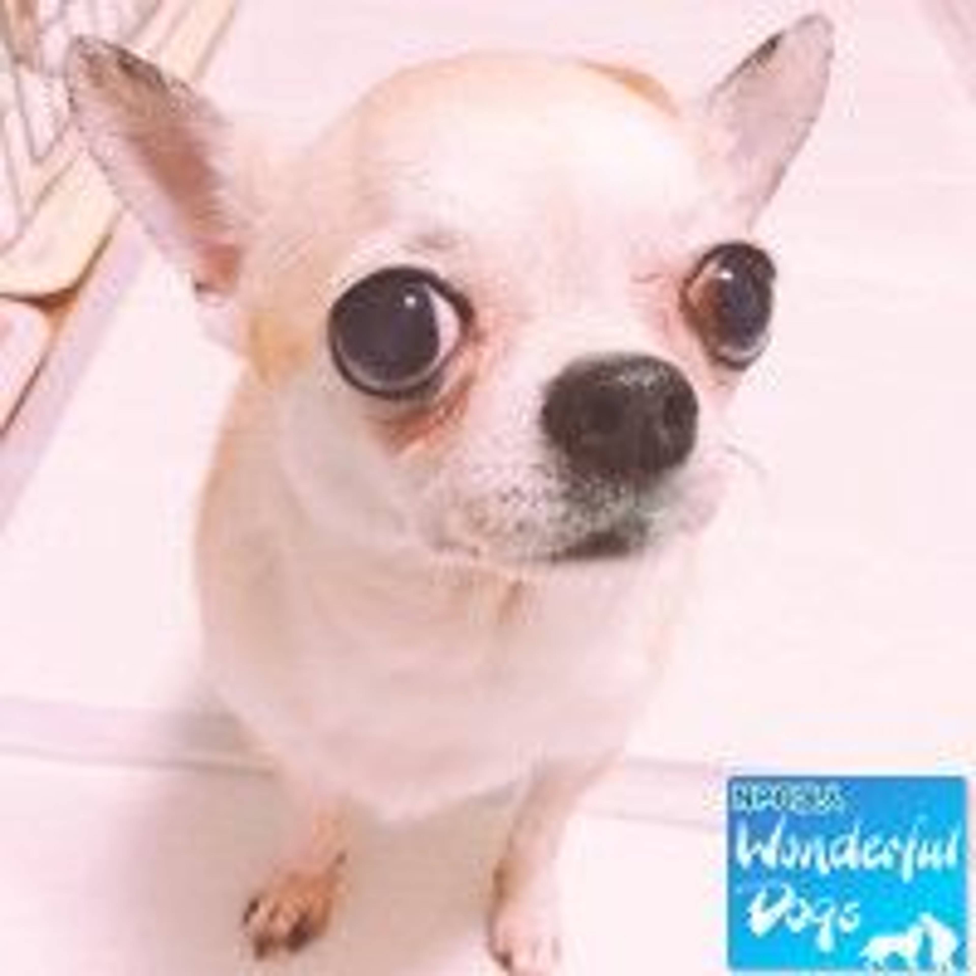 チワワ・メスの里親募集の写真