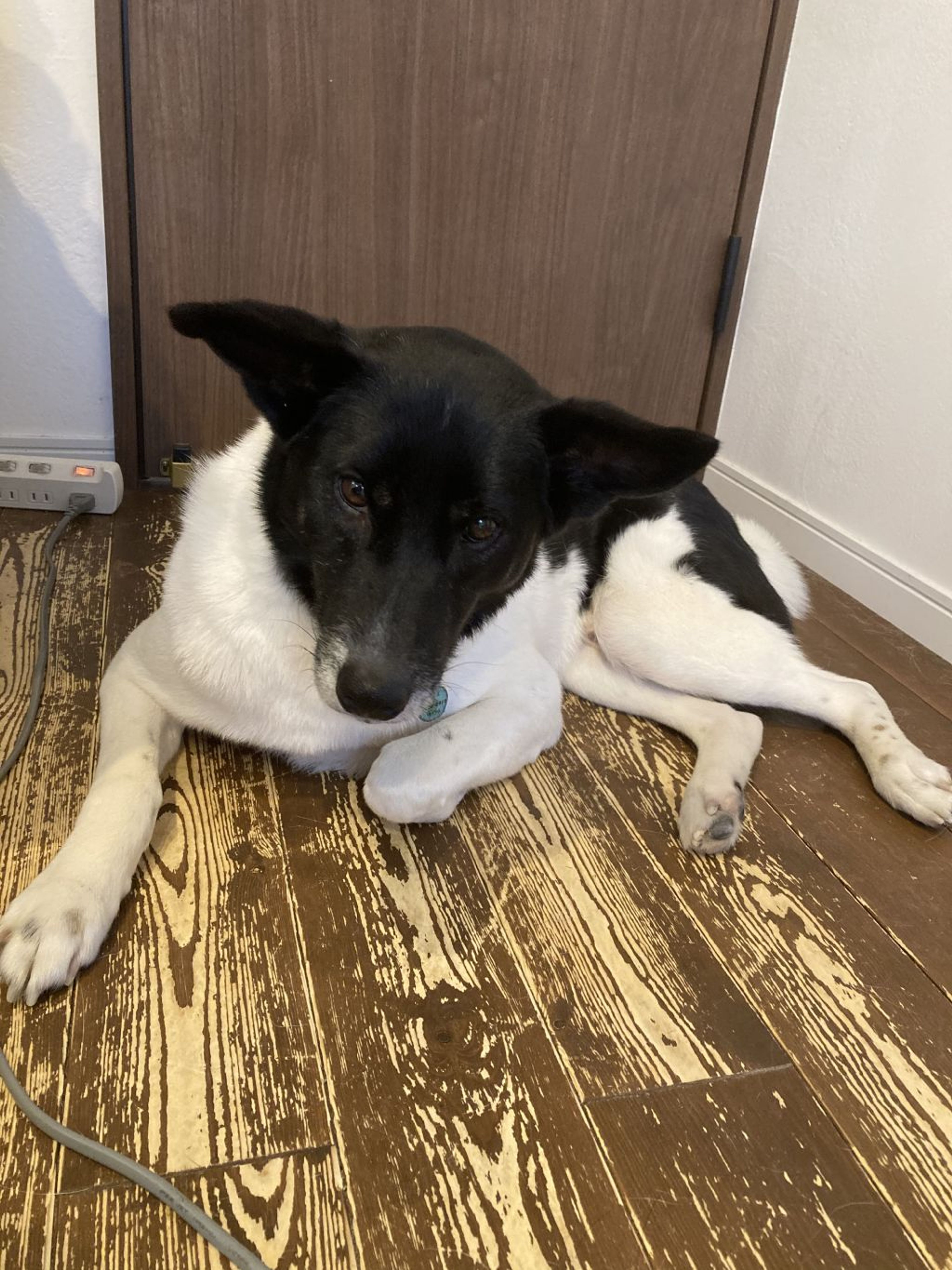 雑種（ミックス犬）・オスの里親募集の写真