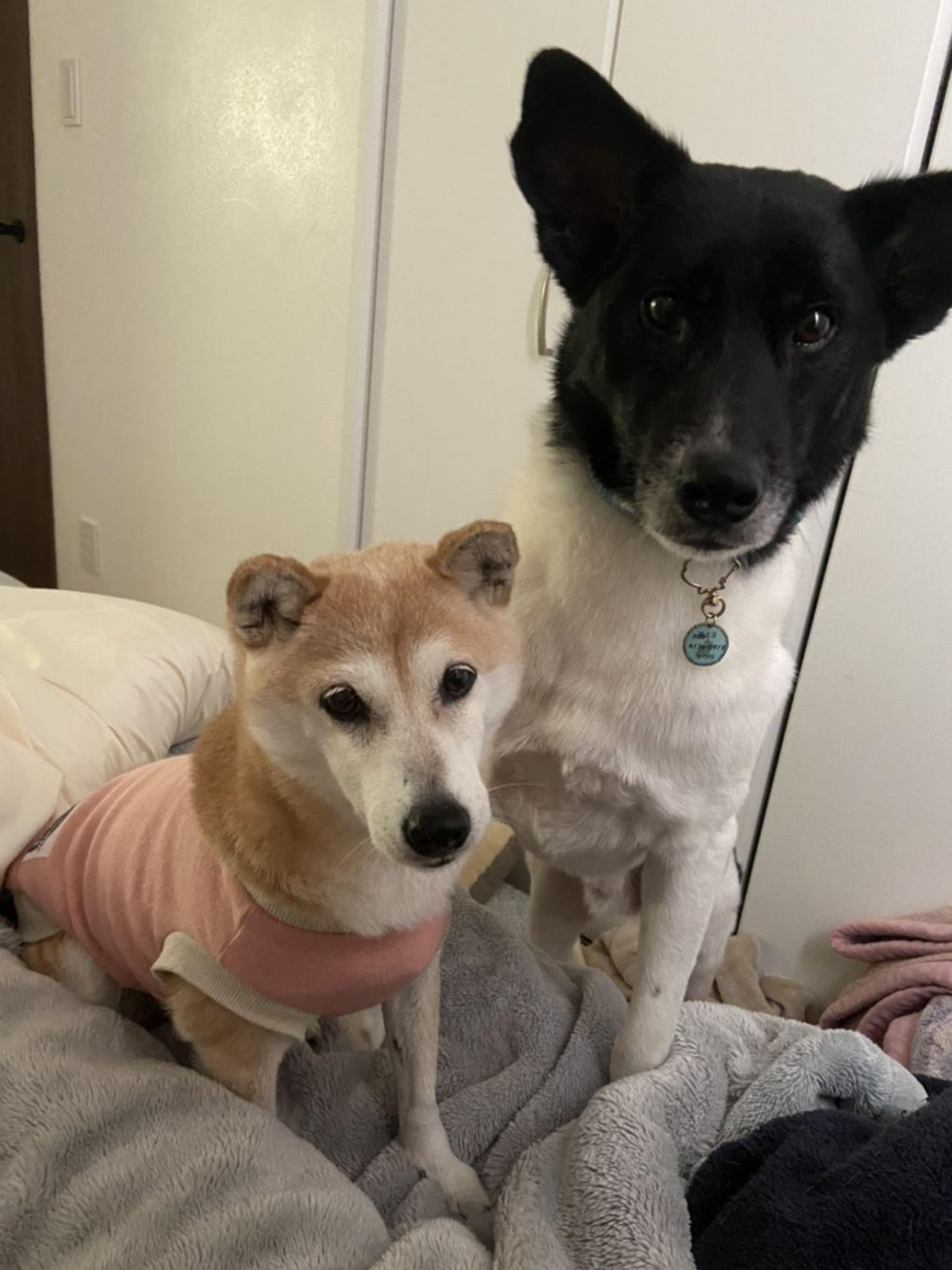 pet-image-2