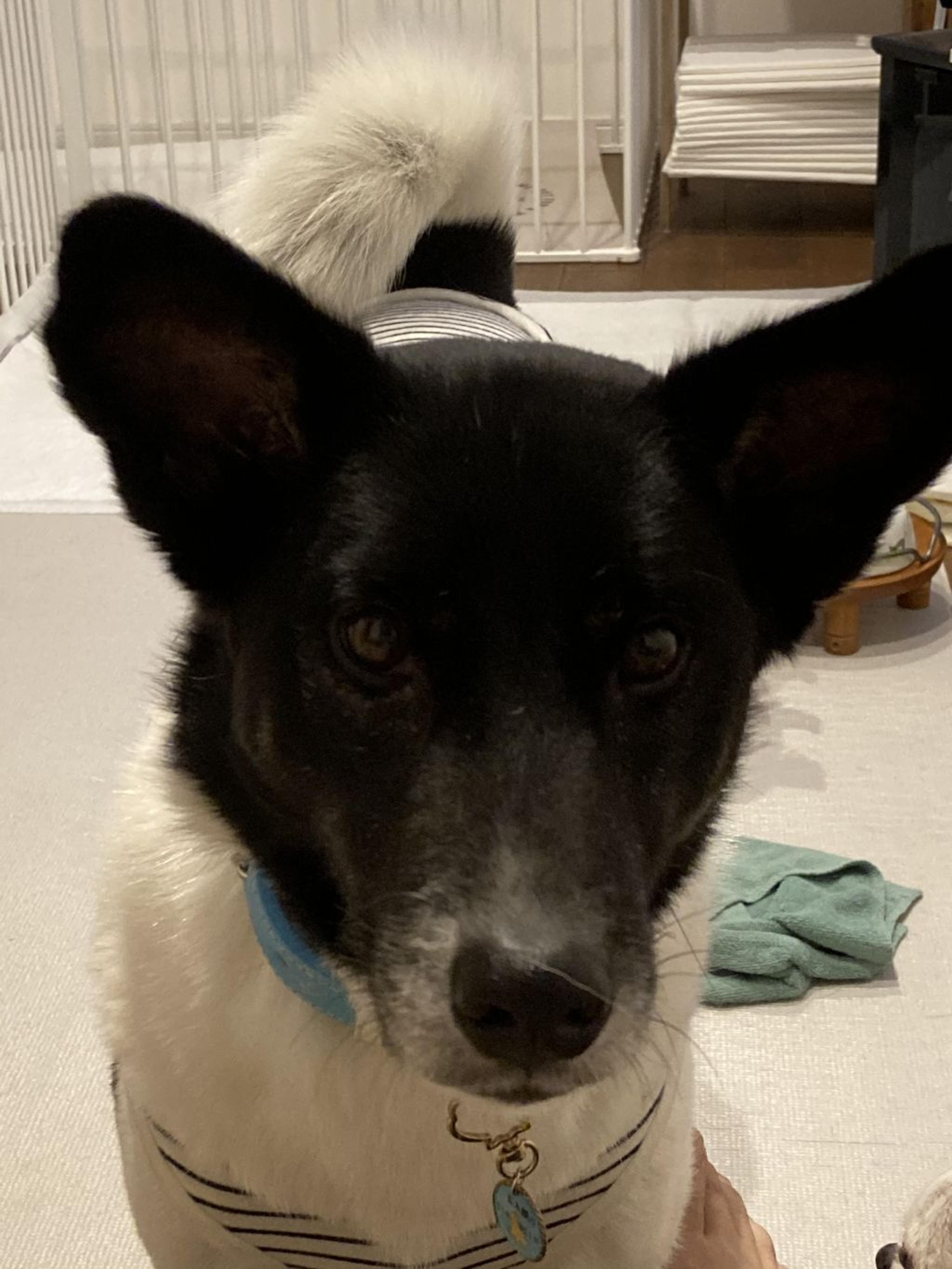 pet-image-3