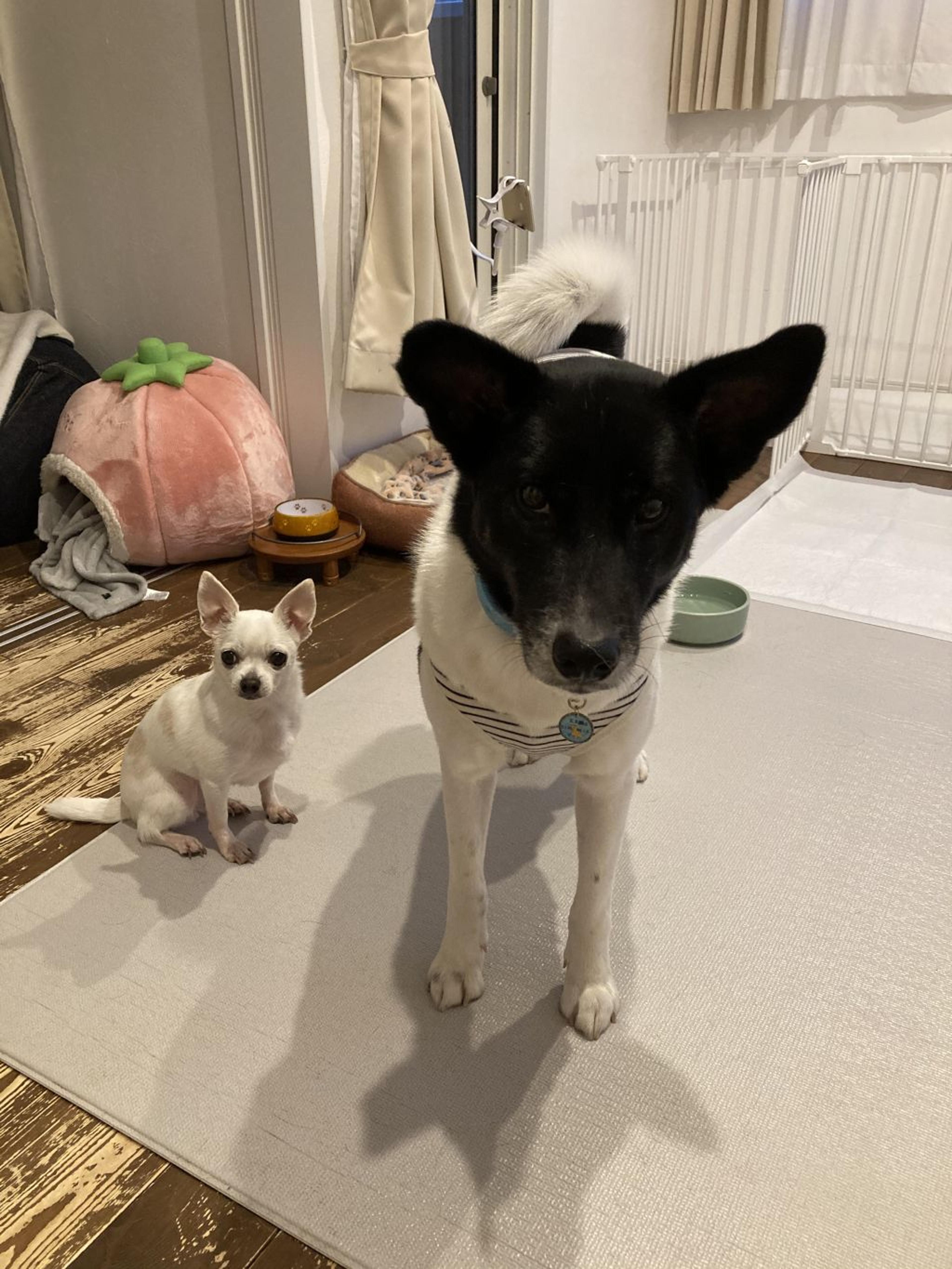 pet-image-4