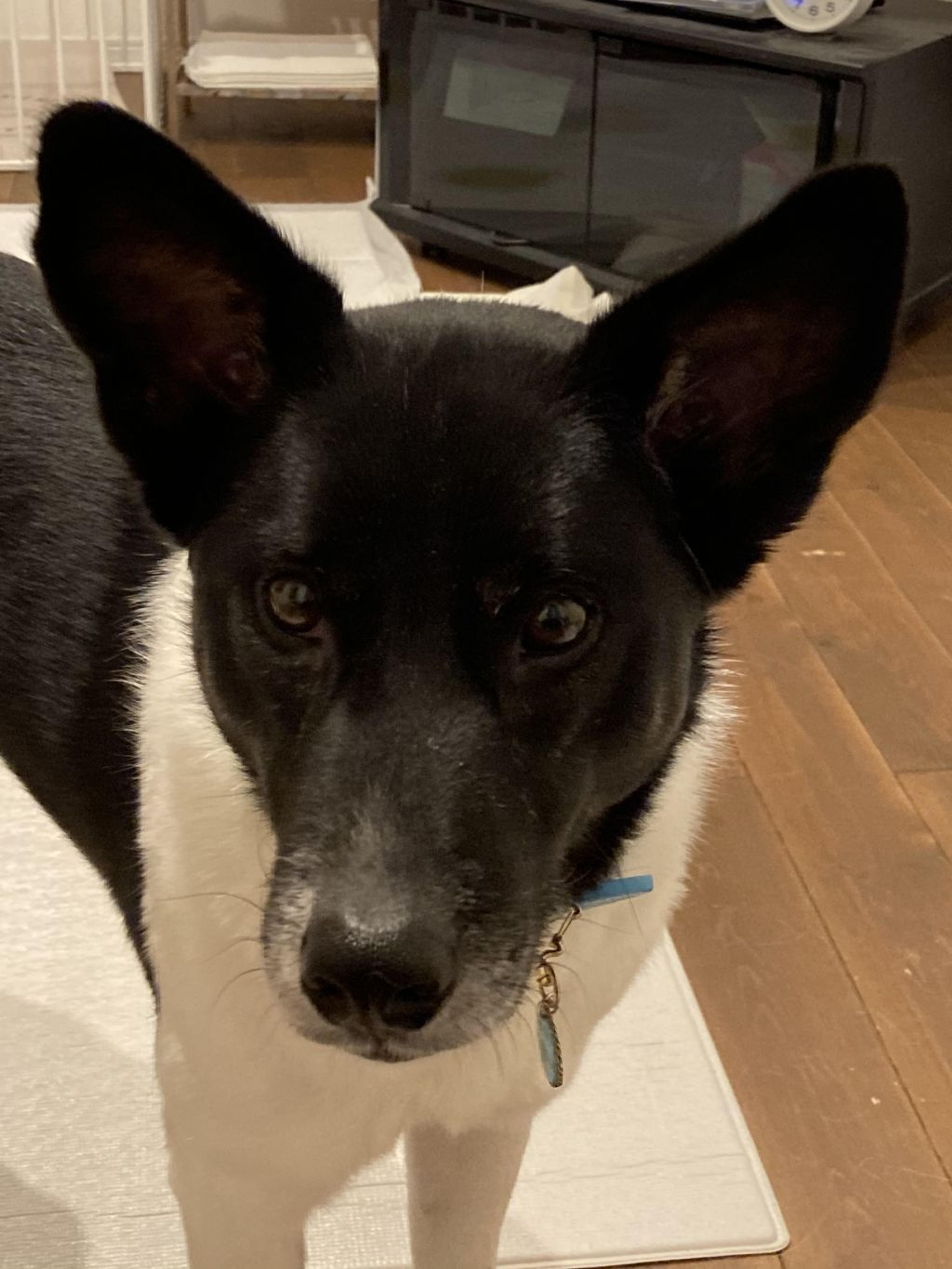 pet-image-5