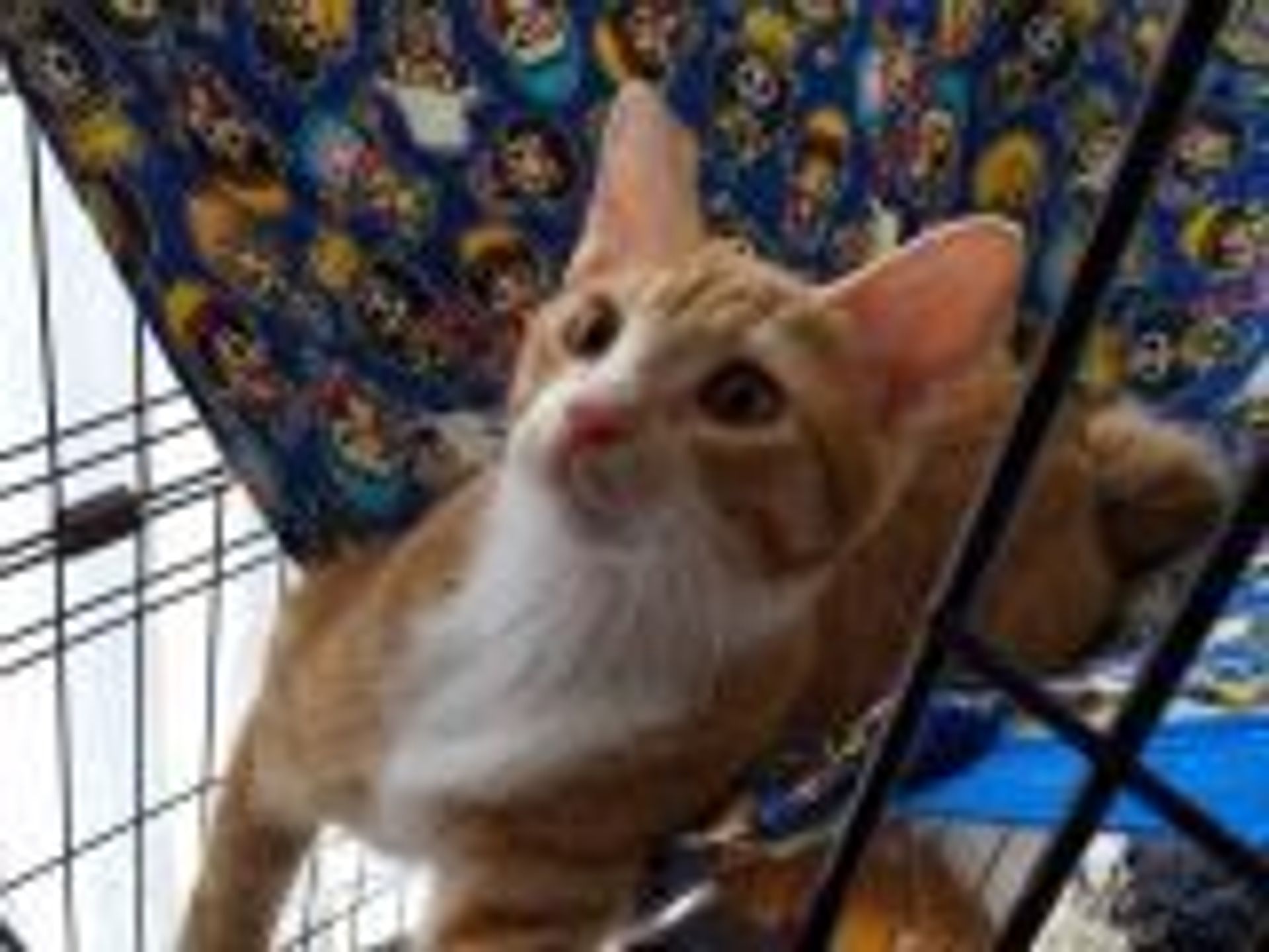 雑種（ミックス猫）・オスの里親募集の写真