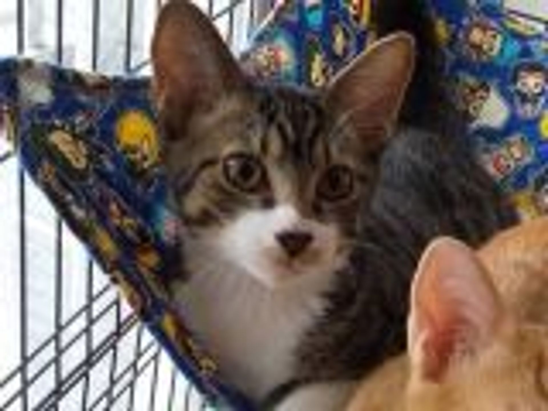 雑種（ミックス猫）・オスの里親募集の写真