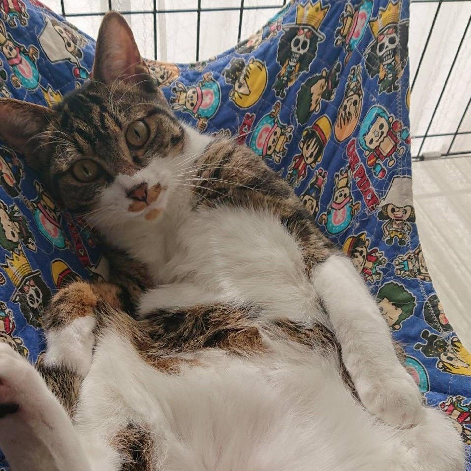 pet-image-2