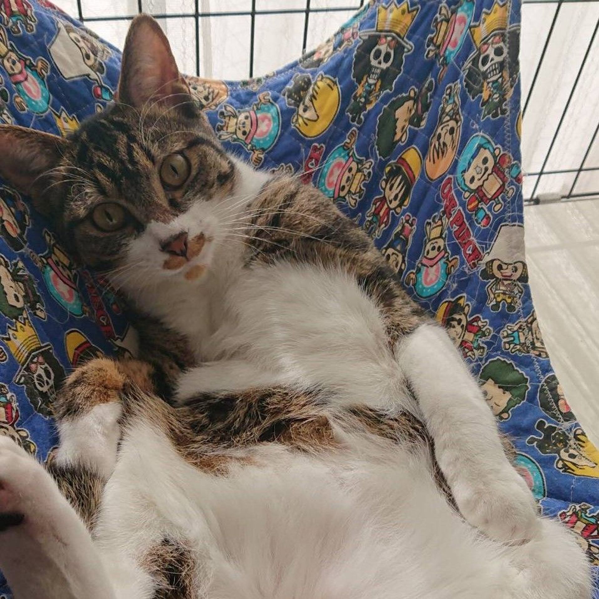 雑種（ミックス猫）・オスの里親募集の写真