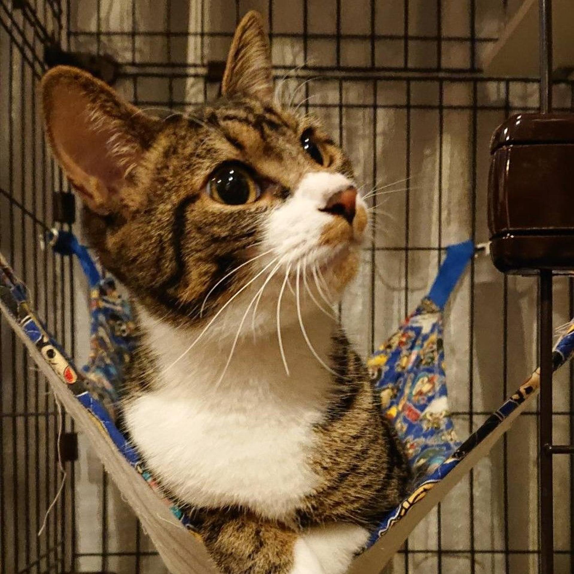 pet-image-3
