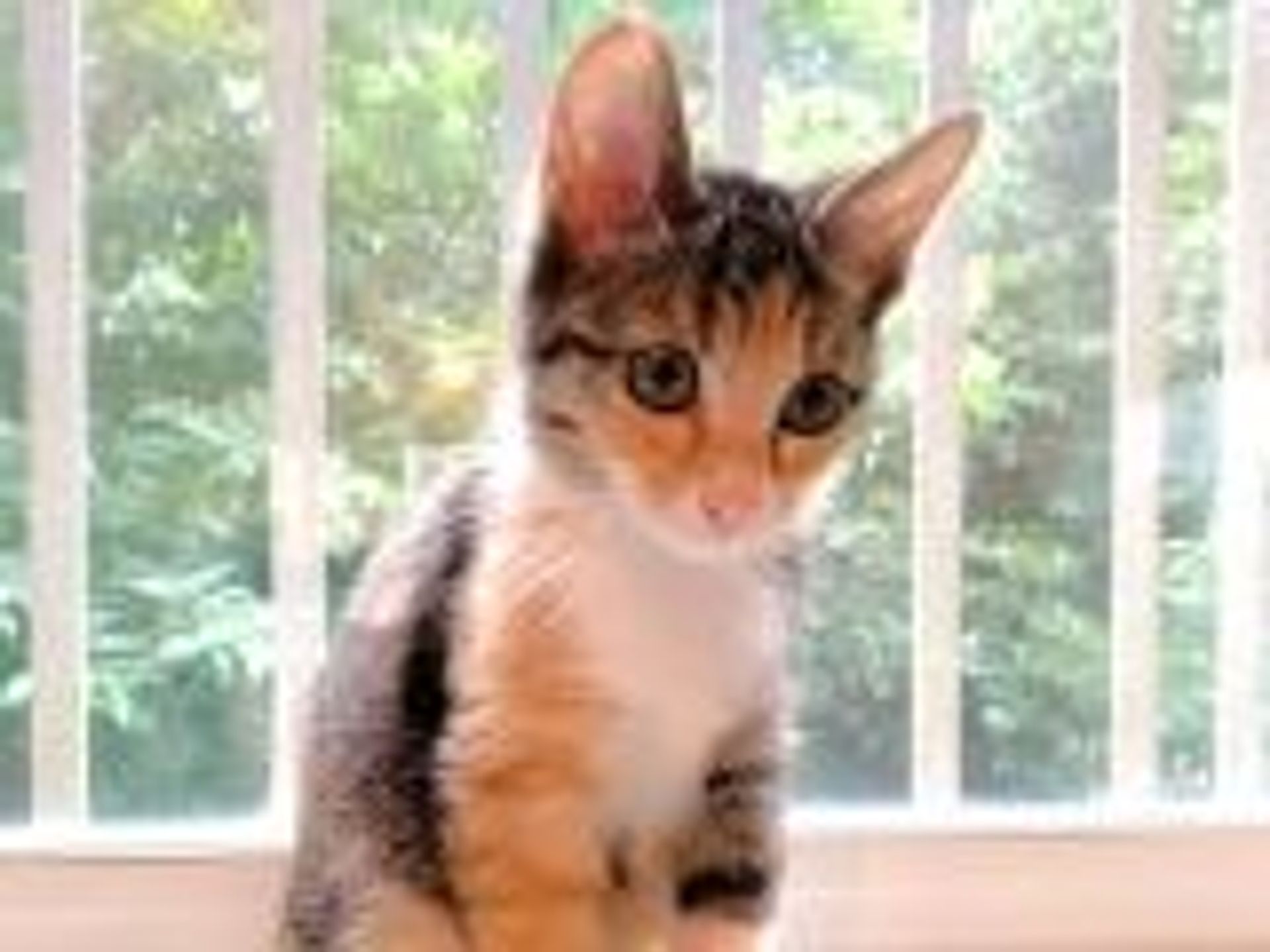 雑種（ミックス猫）・メスの里親募集の写真