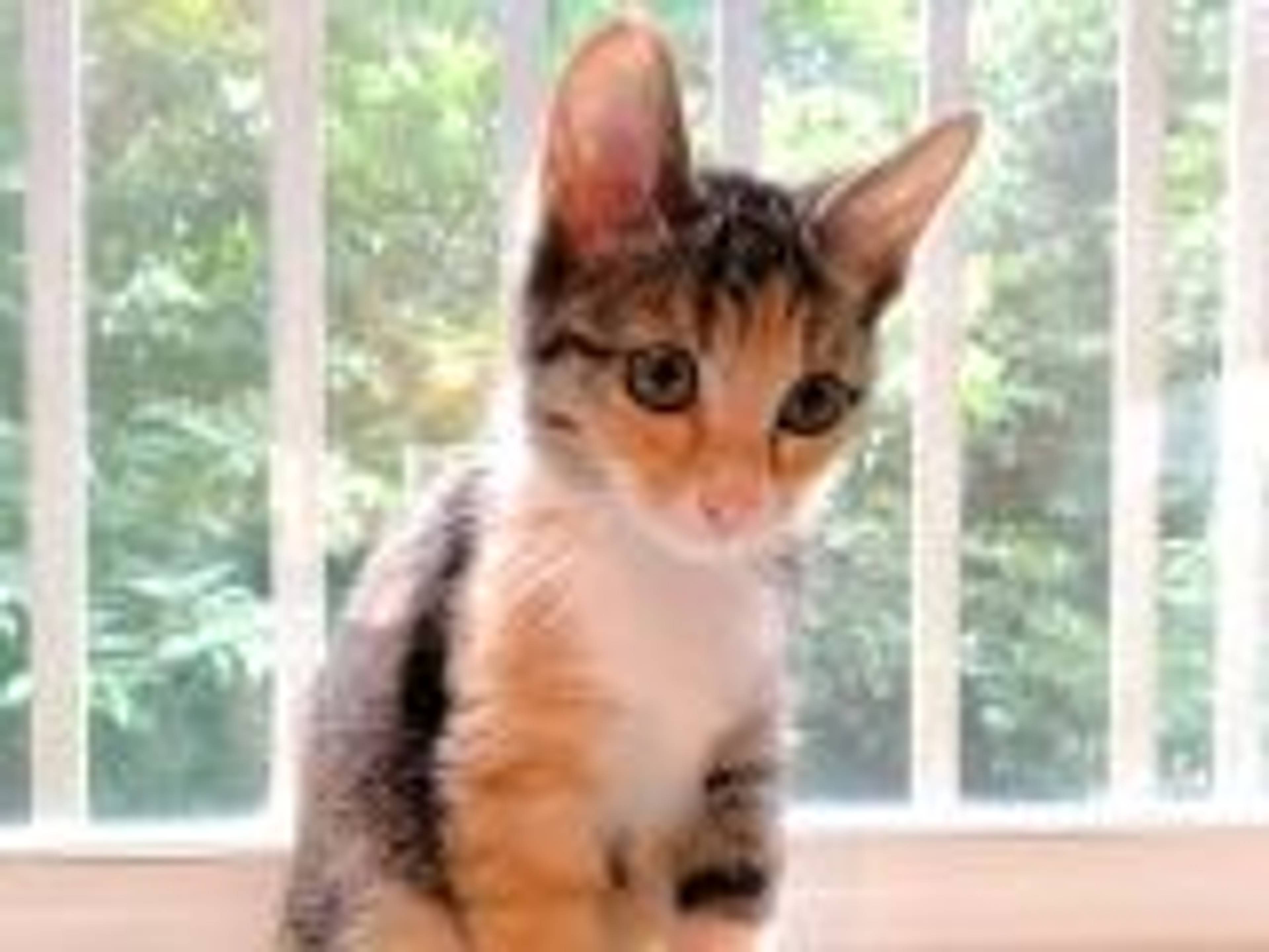 雑種（ミックス猫）・メスの里親募集の写真