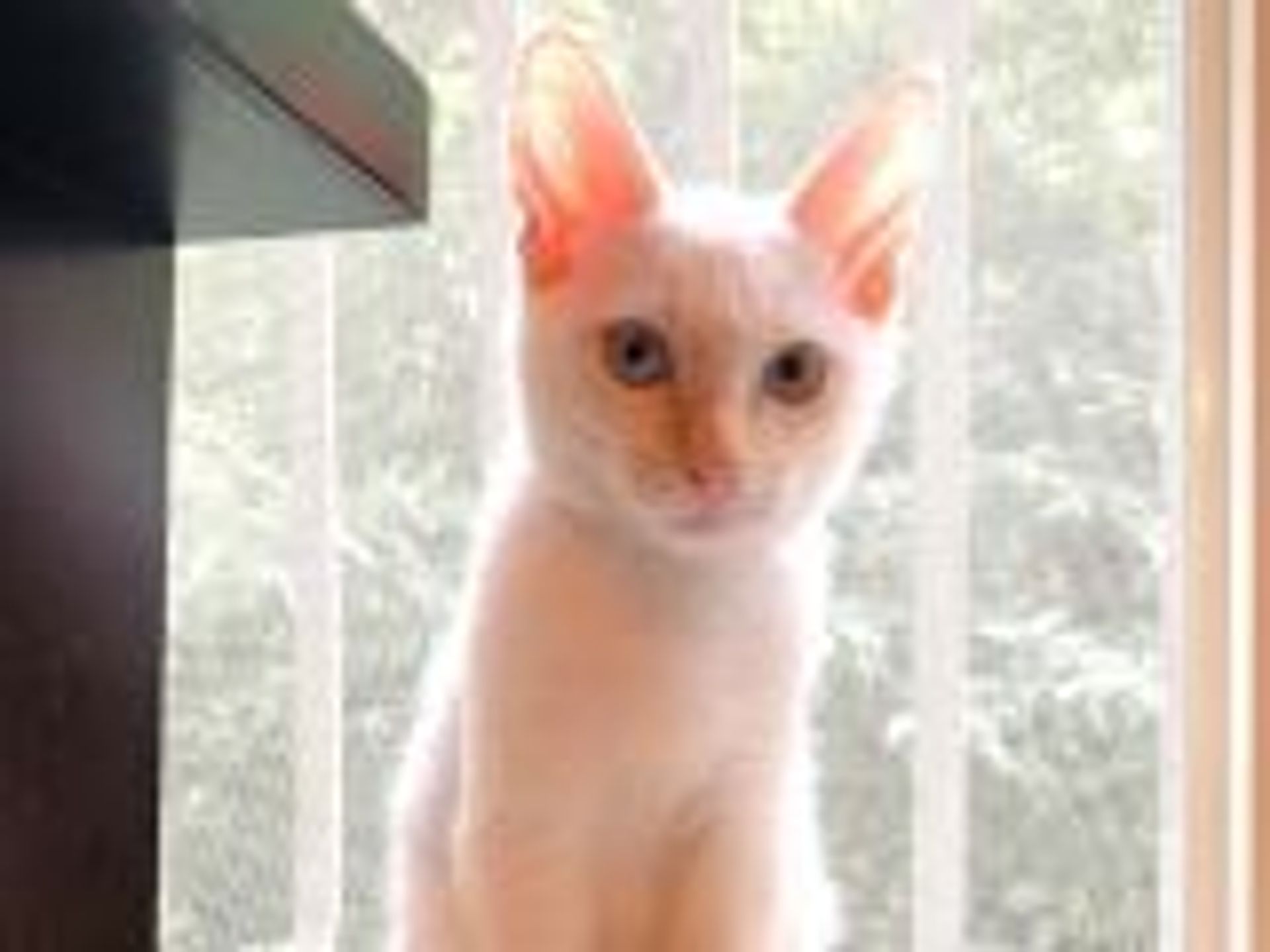 雑種（ミックス猫）・オスの里親募集の写真